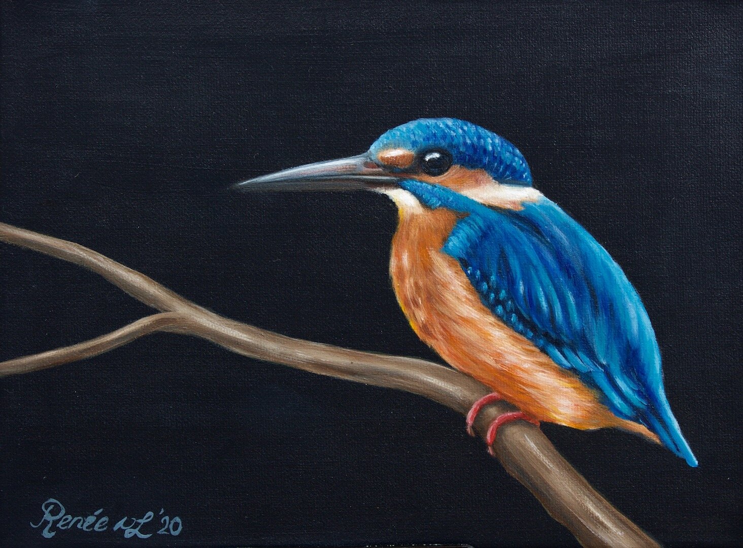 Common Kingfisher