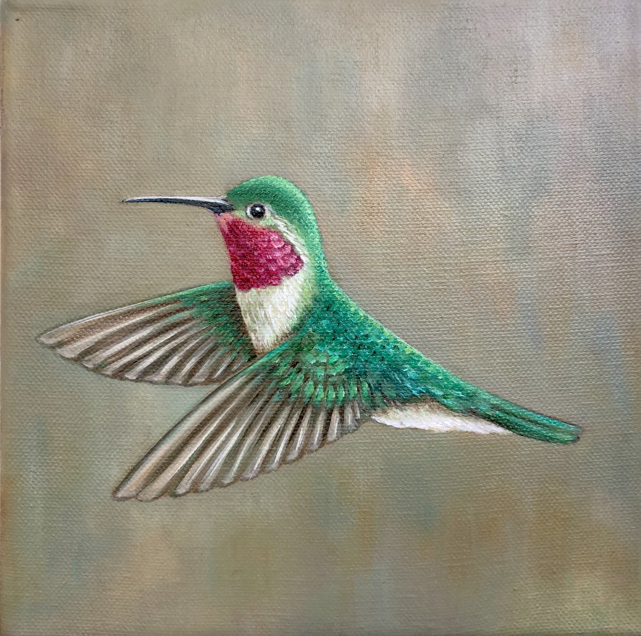 Allen's Hummingbird