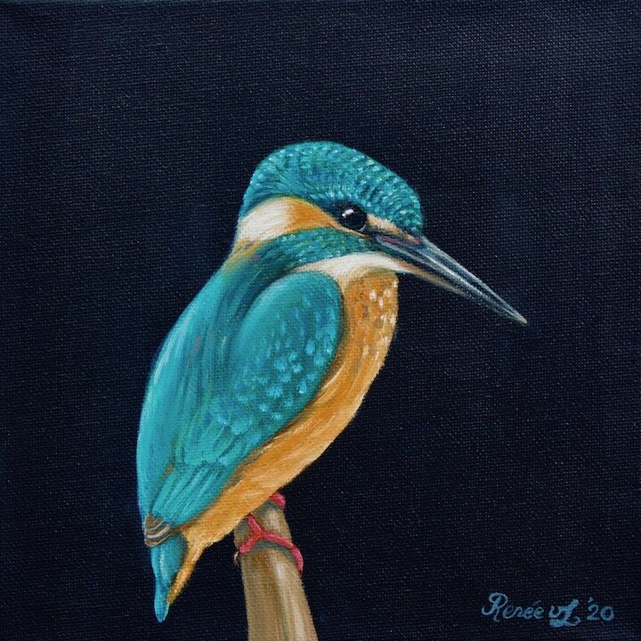 Common Kingfisher