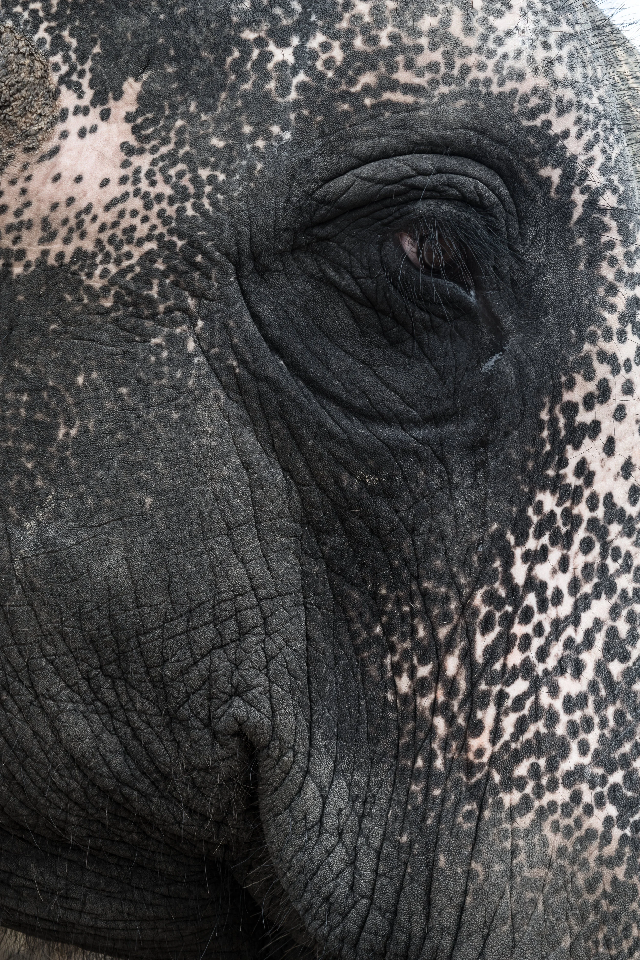 Eating the Elephant: Tackling the Unapproachable