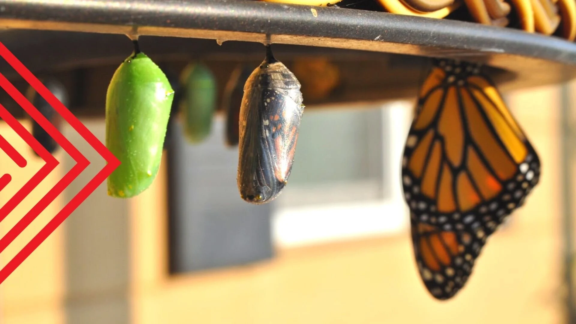 Once You Were… But Now...	