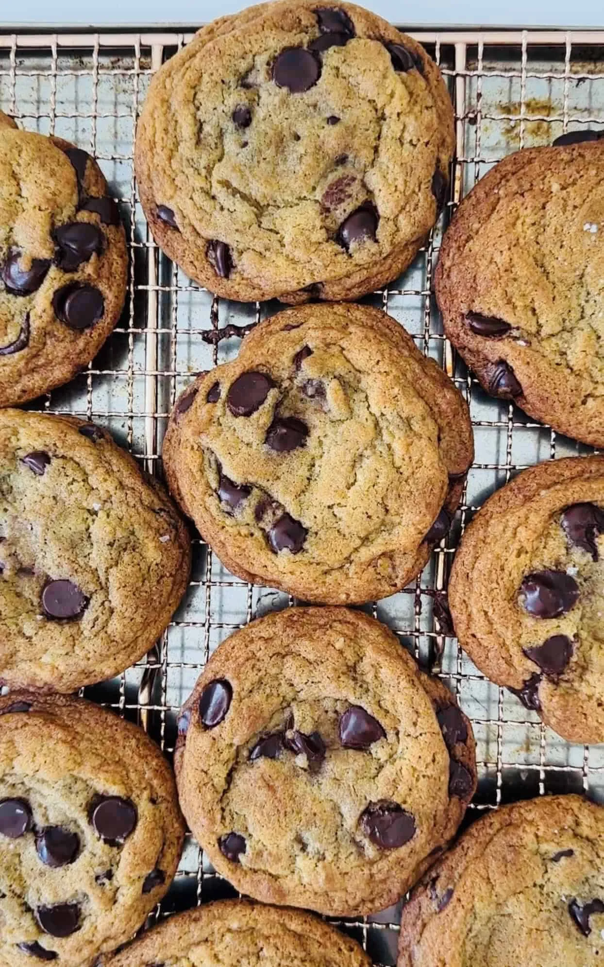 Chocolate Chip Cookie