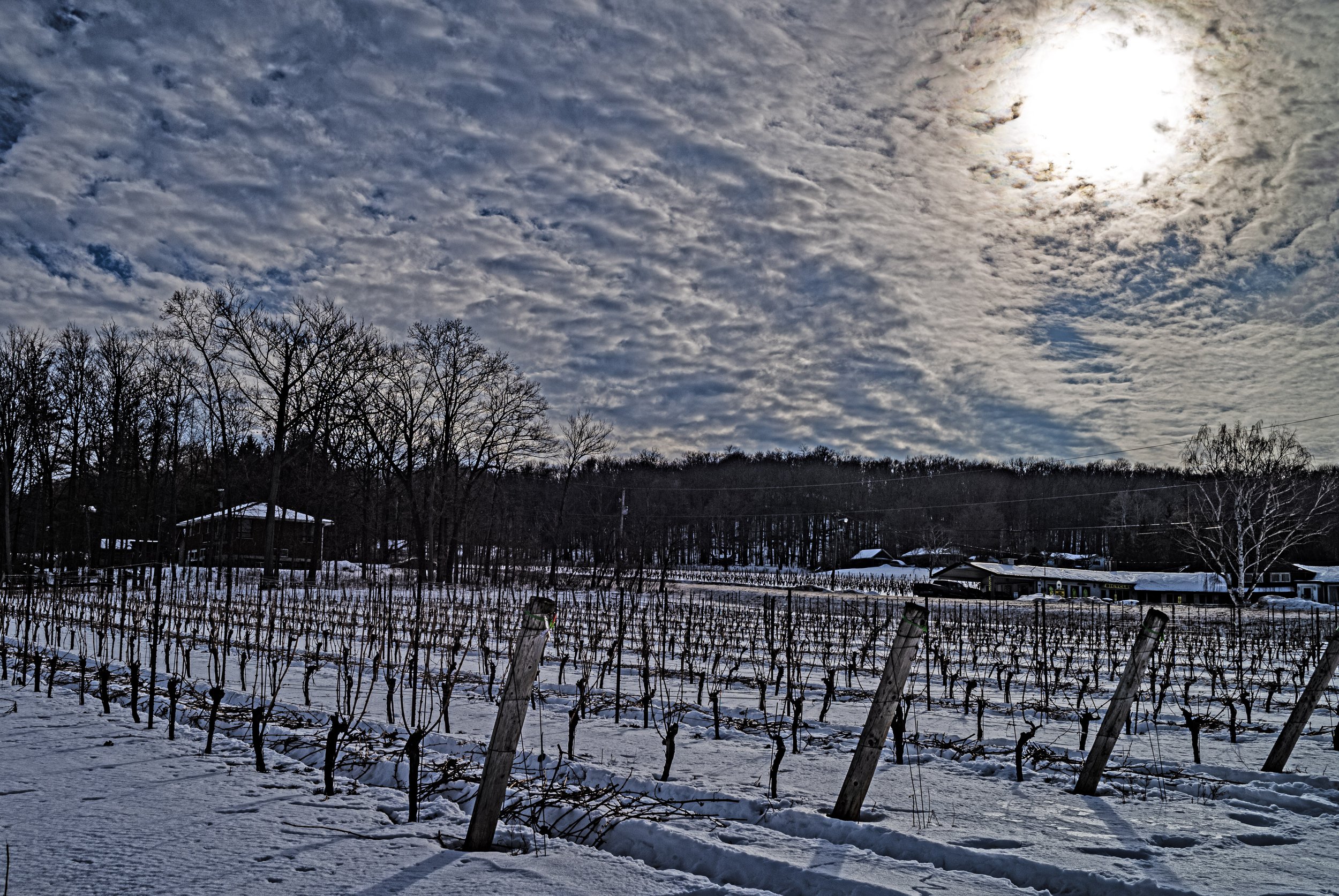 Winter Vines