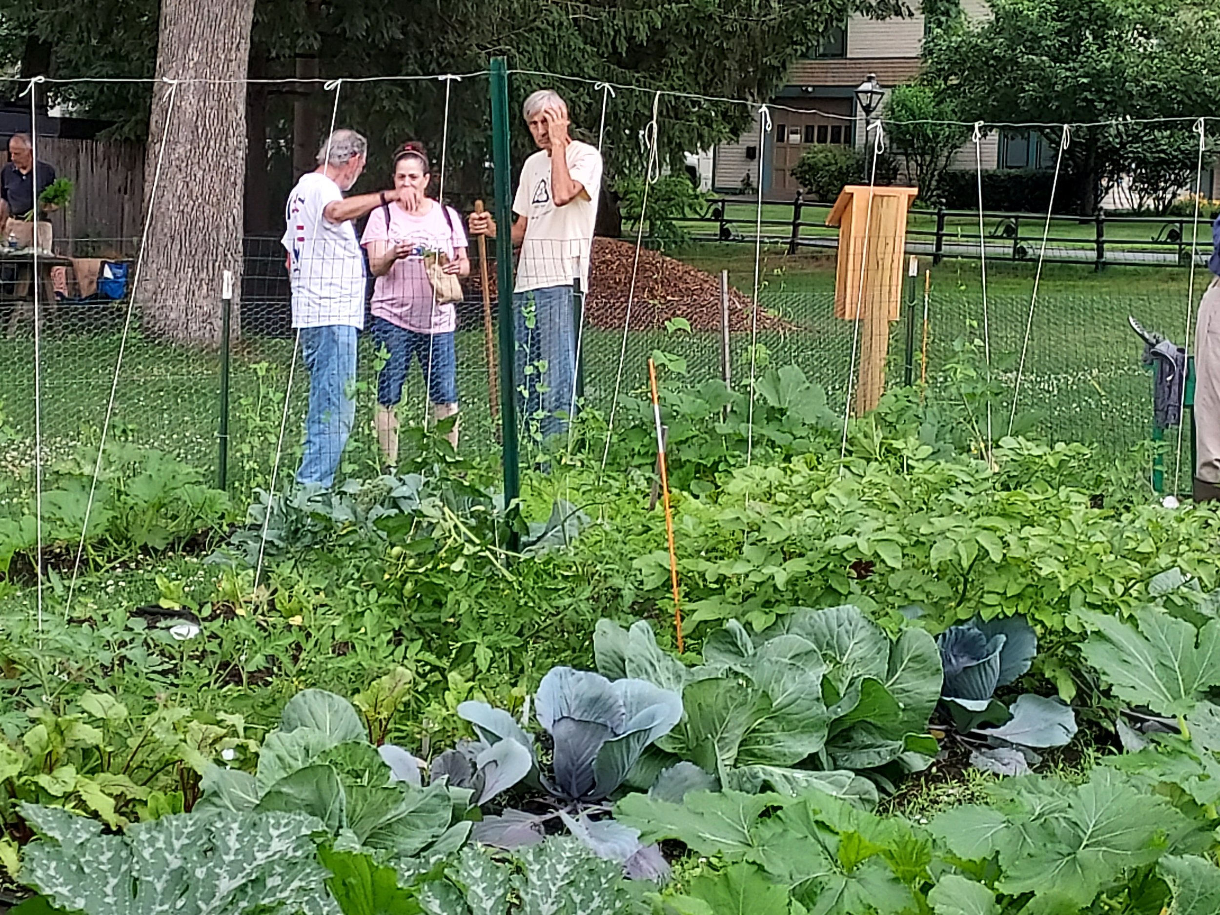 Gardening Q and A