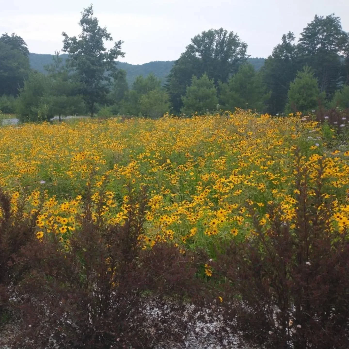 April is Earth Care Month

Climate Change, Democracy, Environmental Justice, and Faith

We are deeply grateful for our natural surroundings: Our faith compels us to care for and sustain the earth in an environmentally responsible manner, respecting e