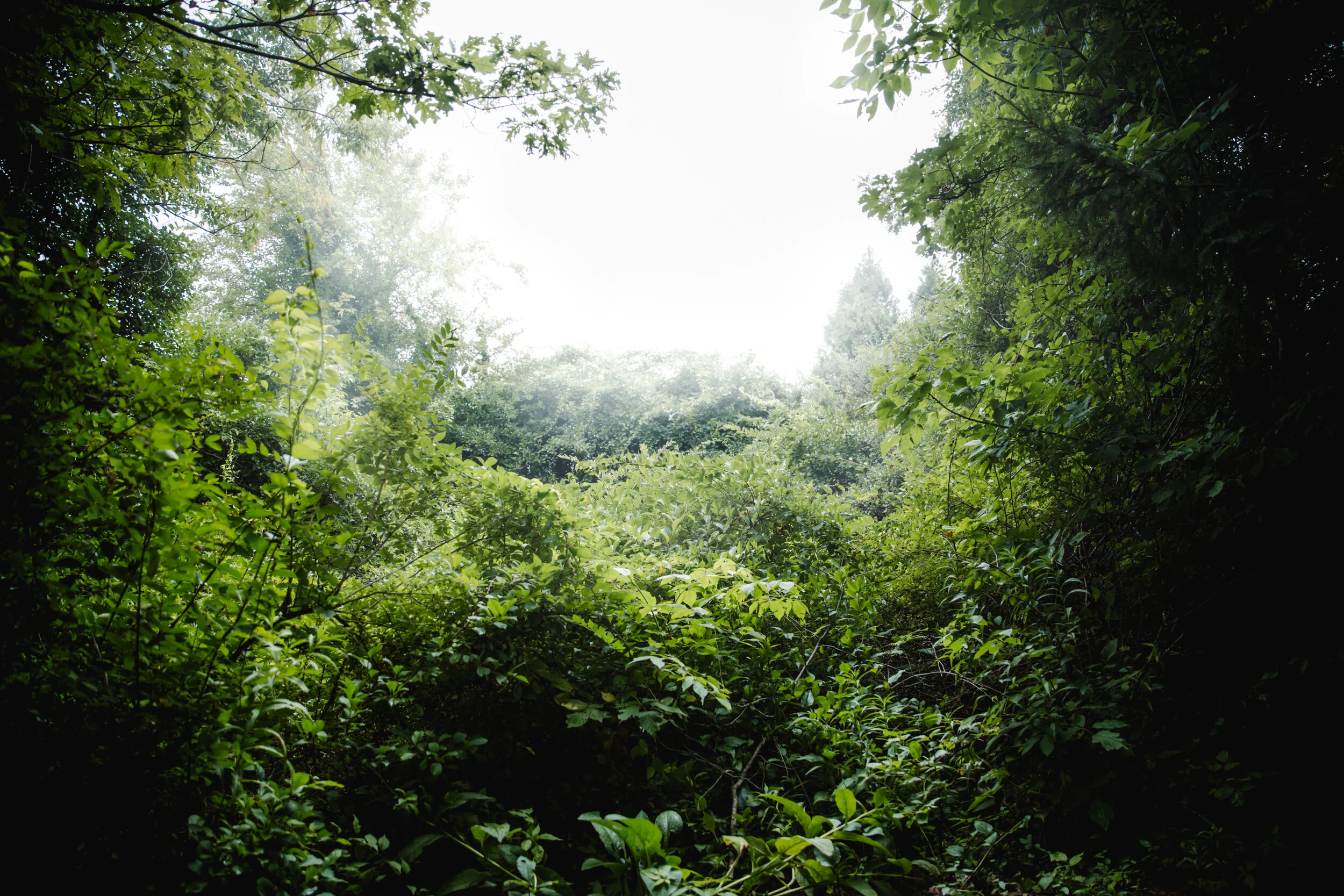  Maine, Portal, Green, Plants, Trees, Grace Winter, Photography, Photographer, Landscape, Travel 