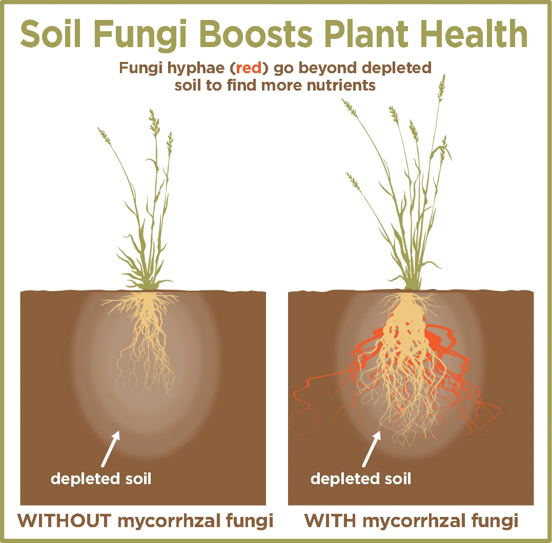 Soil and Water — Big Picture Beef