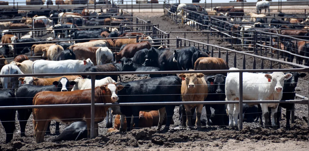 Feedlot Conditions — Big Picture Beef