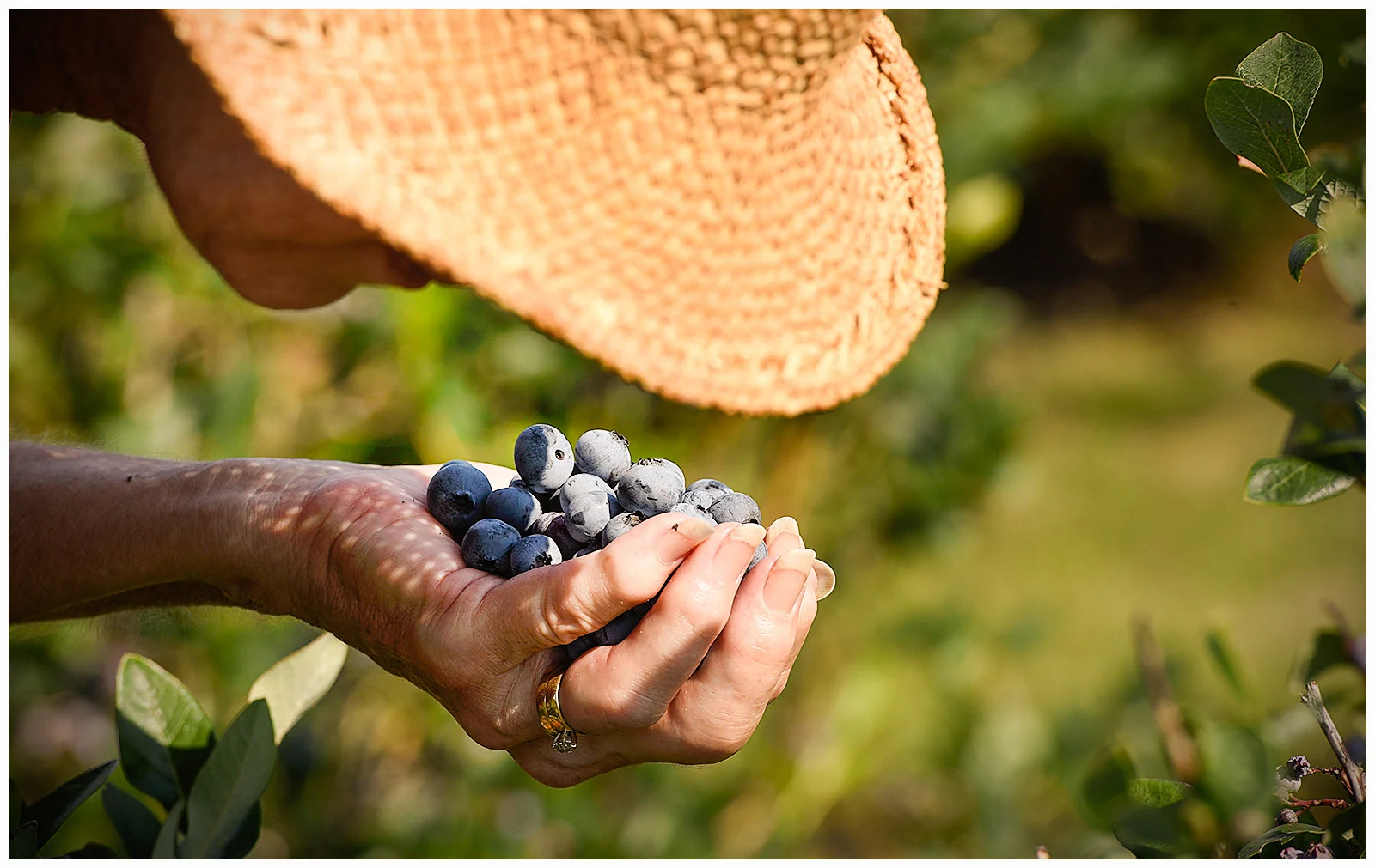 Blueberry Acres.jpg