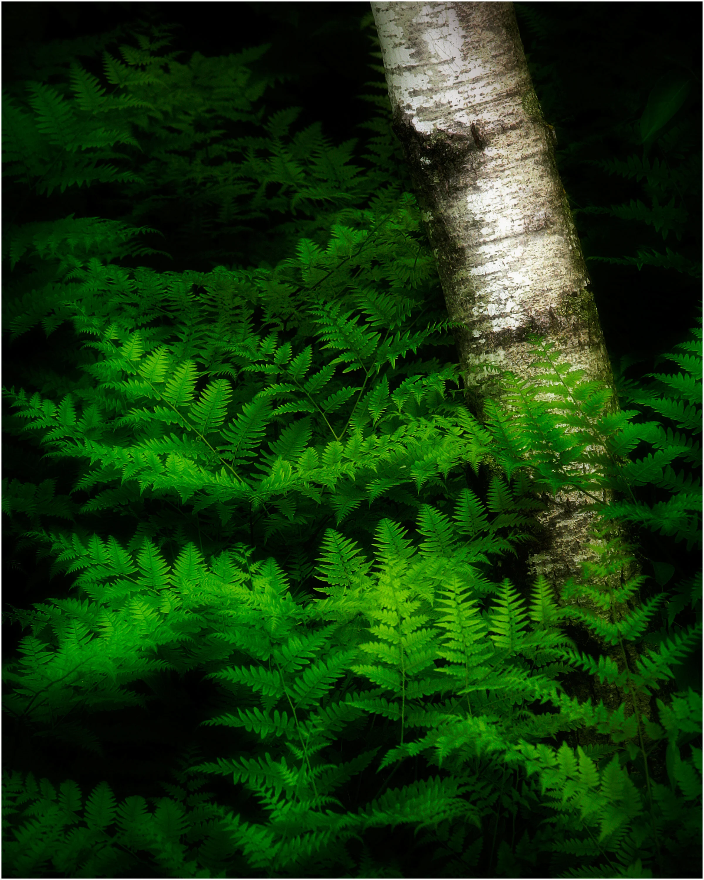 Glow Deep Forest copy.jpg