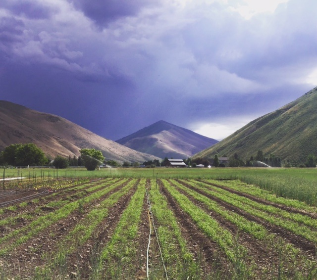 cover+crop+%3A+stormy+sky.jpg