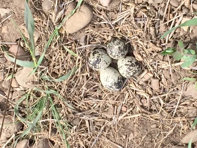 killdeer eggs.JPG