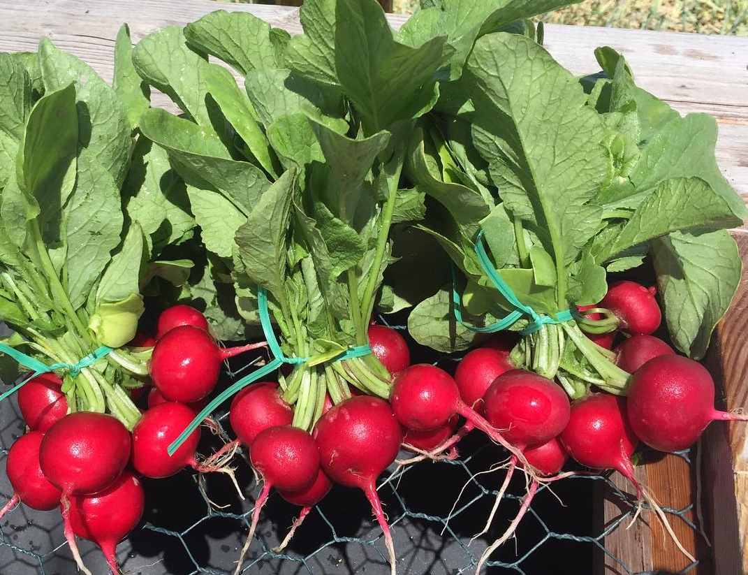 radishes close.png