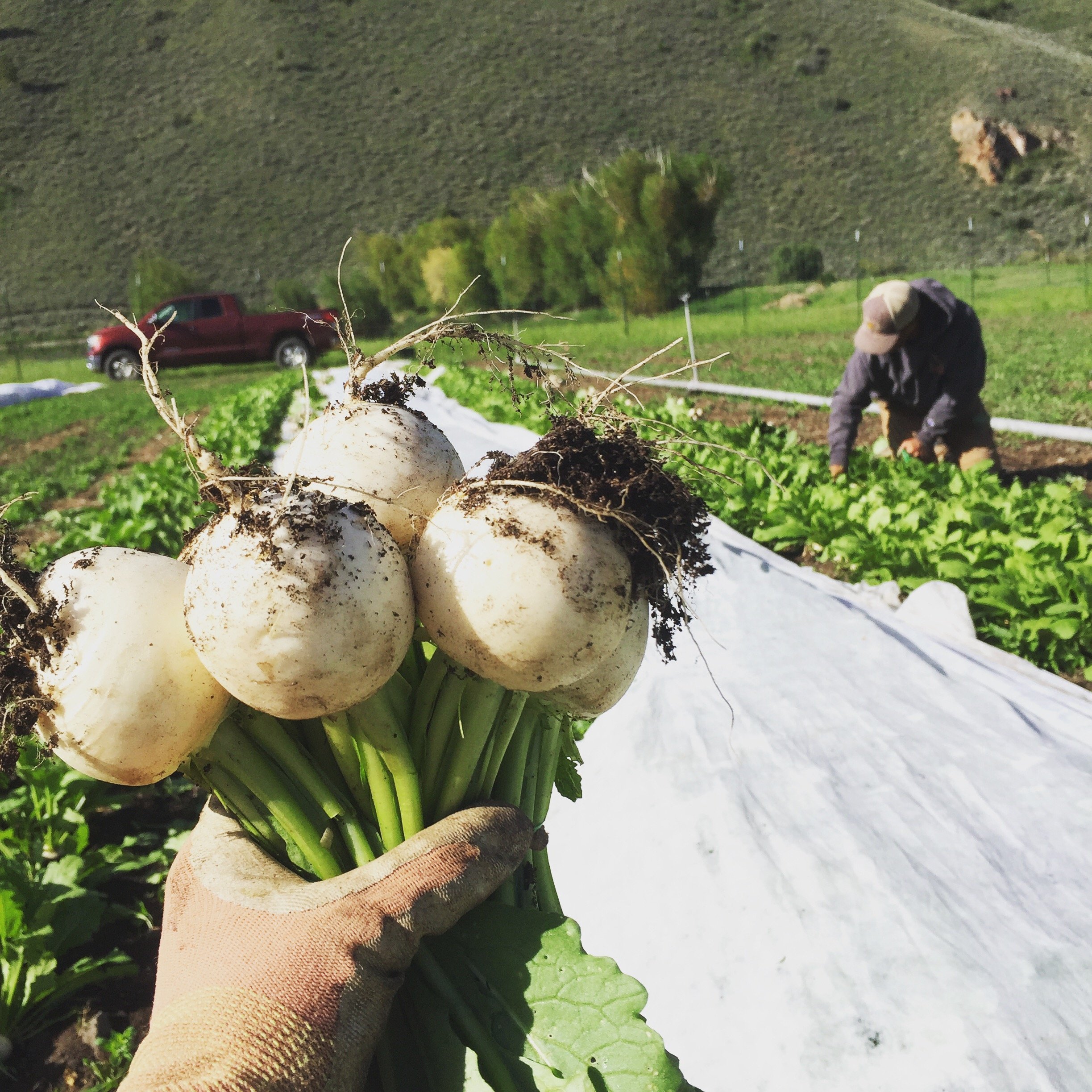 field turnips.JPG