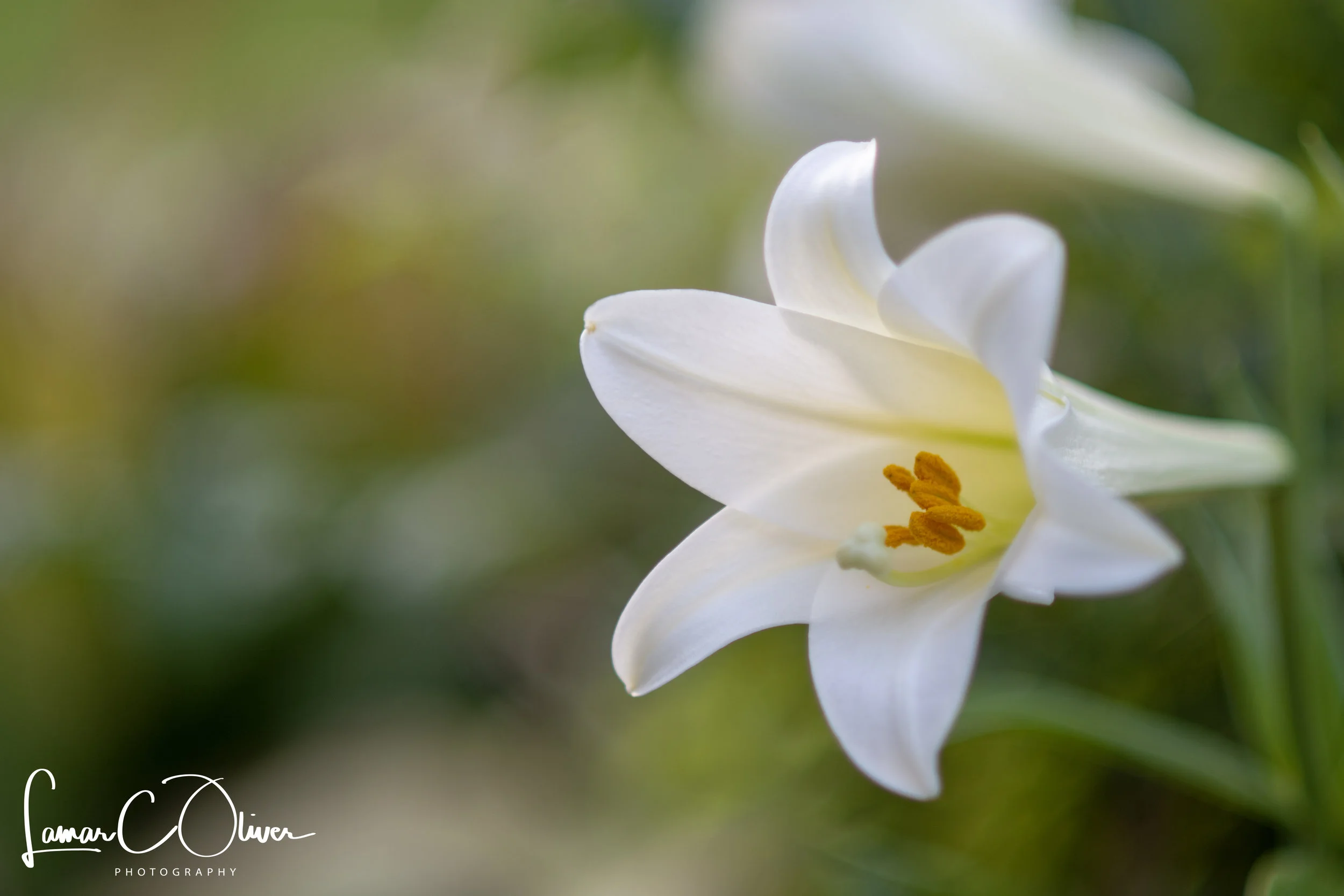 A lily just outside the back door of the parsonage in DeRidder…May 06, 2018