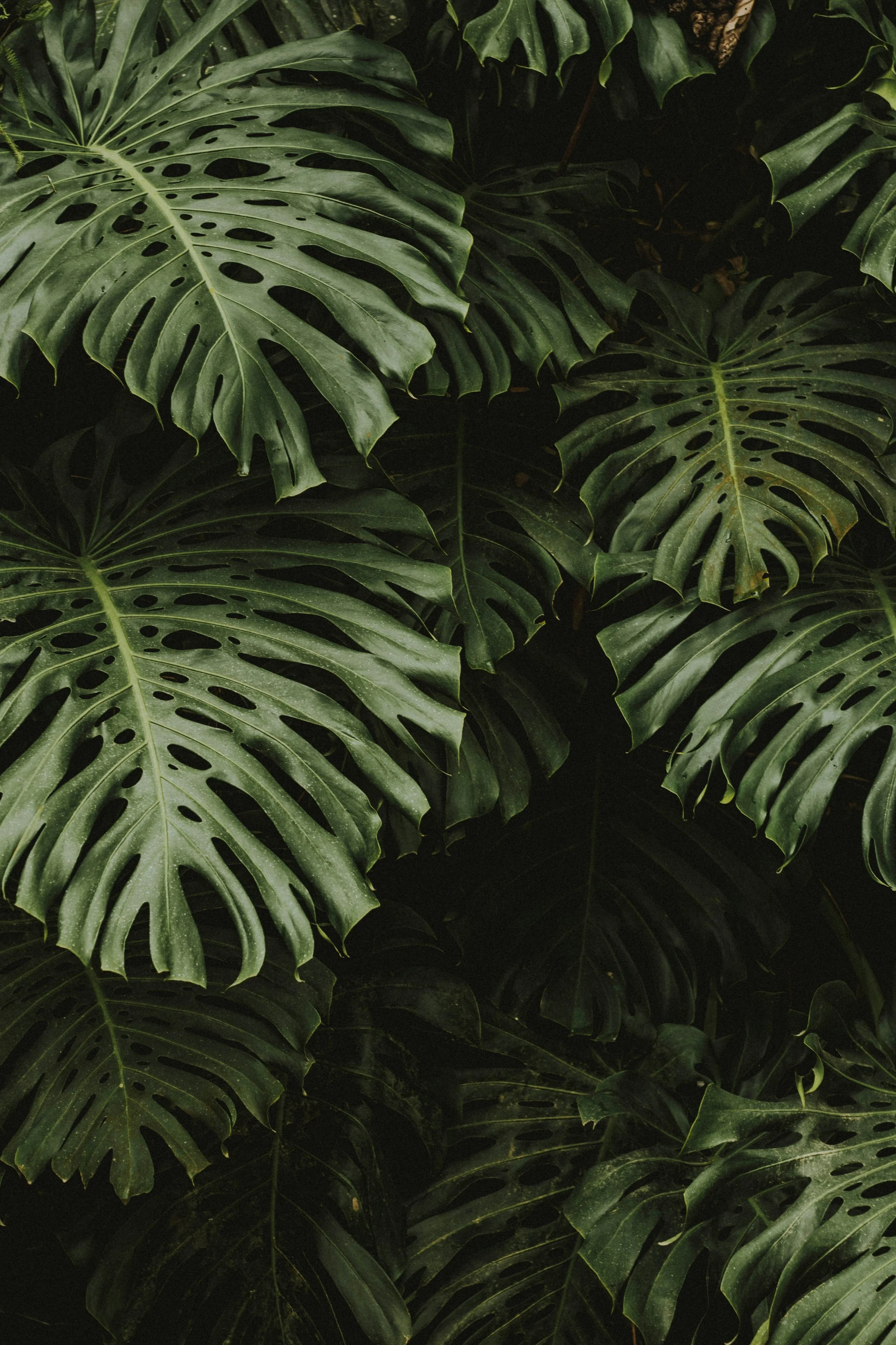 juliana-kozoski-c6X4J4fuM8A-unsplash.jpg