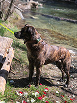 rufus.jpg