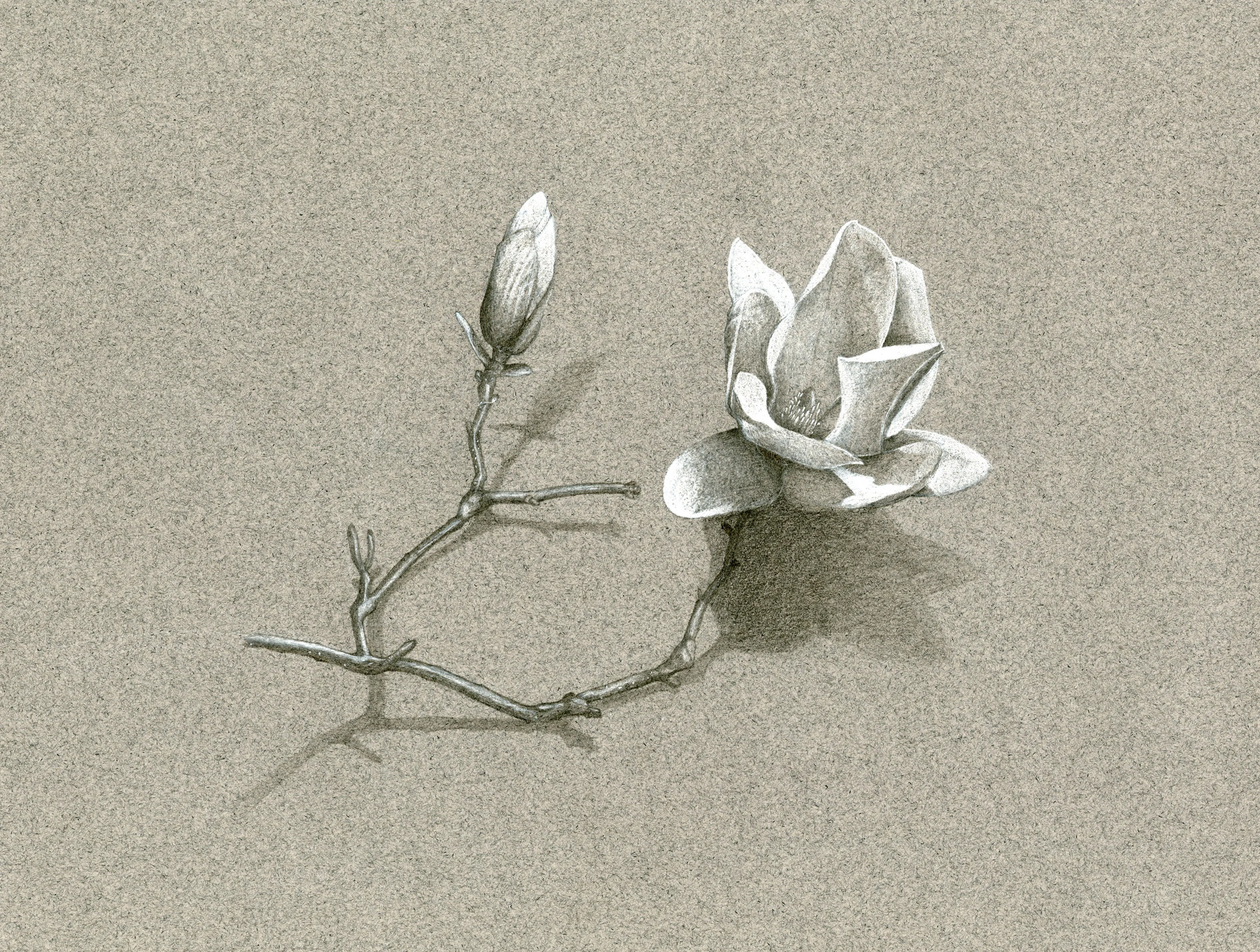Magnolia, 2012