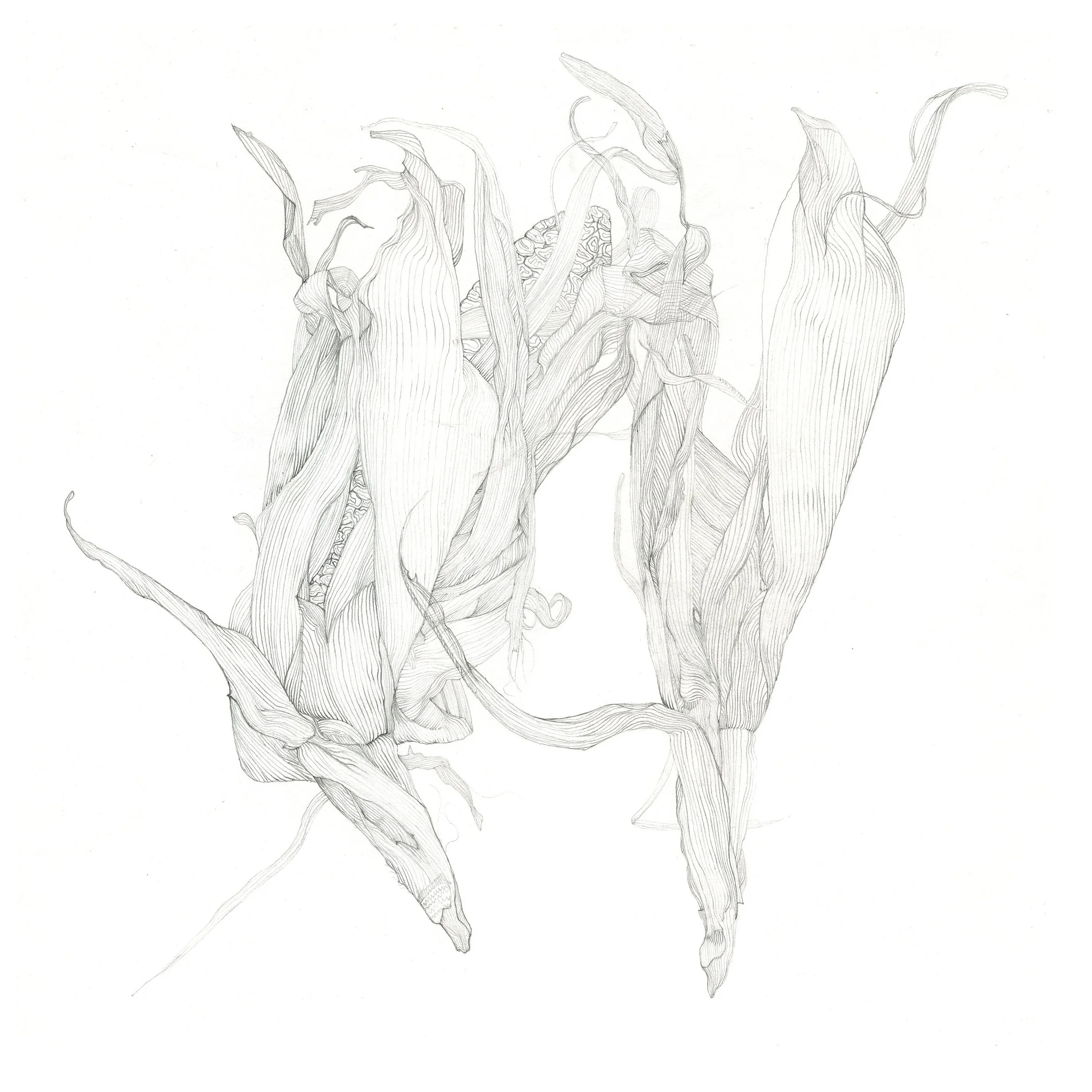 Corn, 2013