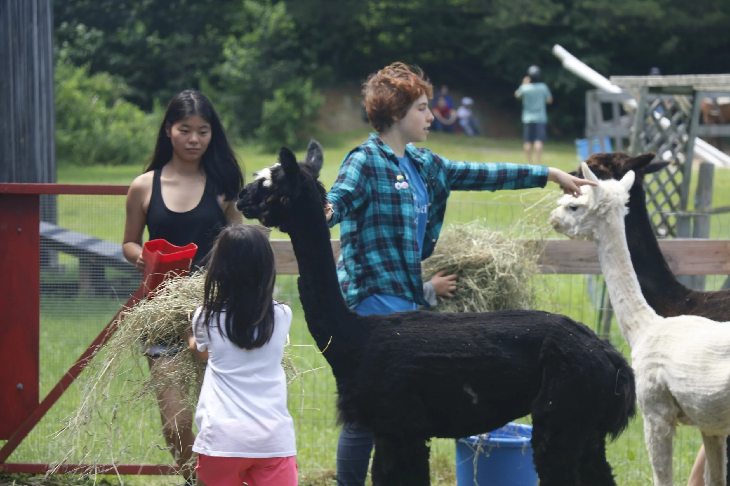 Feeding the alpacas