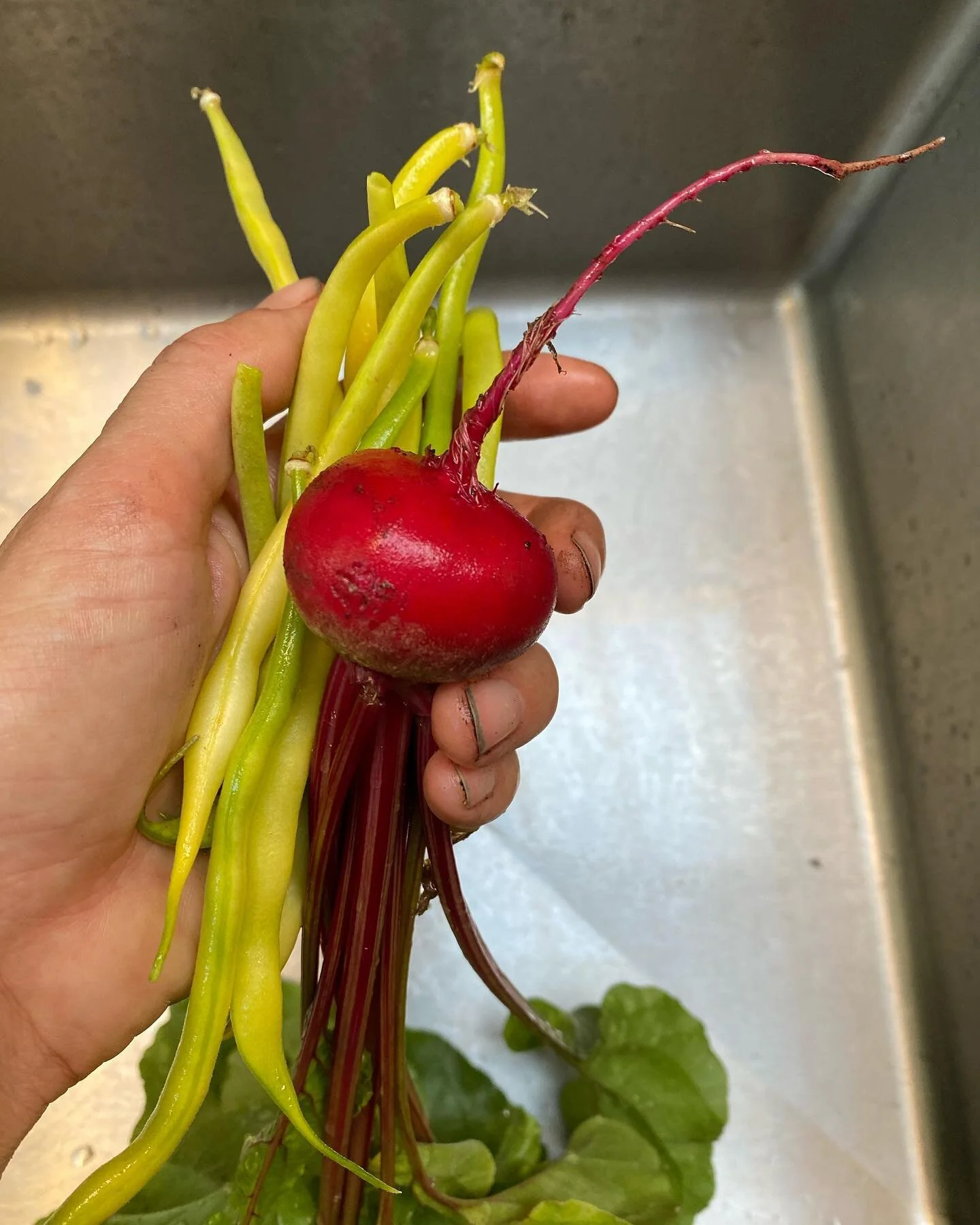 Designing for aesthetics, but also for health. Vegetable gardens are my specialty. #atelierseb #vegetablegarden #ediblegarden #quarantinegardening #beets #cherokeewaxbean