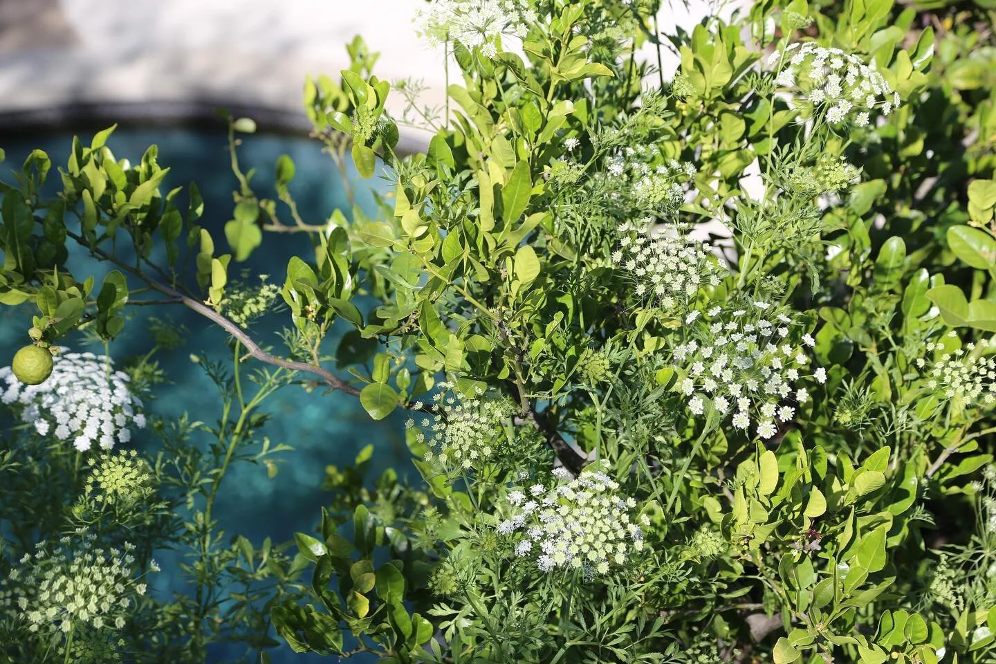 Queen Anne&rsquo;s Lace and Kaffir Lime &mdash; an unexpected romance. #queenanneslace #wildcarrot #daucuscarota #kaffirlime #roofgarden #gardendesign #gardenphotography #atelierseb #zendustrial