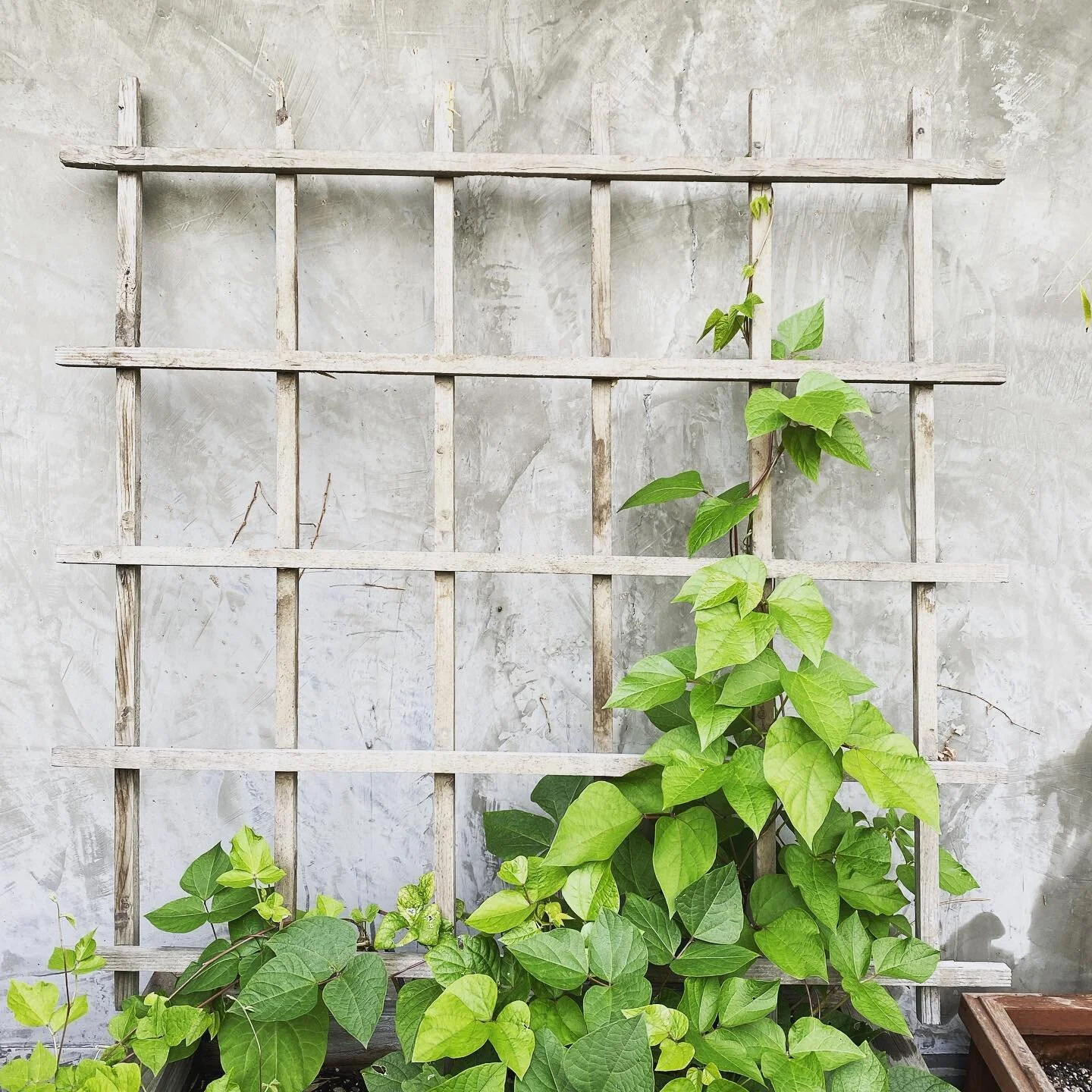 Black coat runner bean interacting with human construct. #blackcoatrunnerbean #trellis #urbanfarm #rooftopgarden #atelierseb