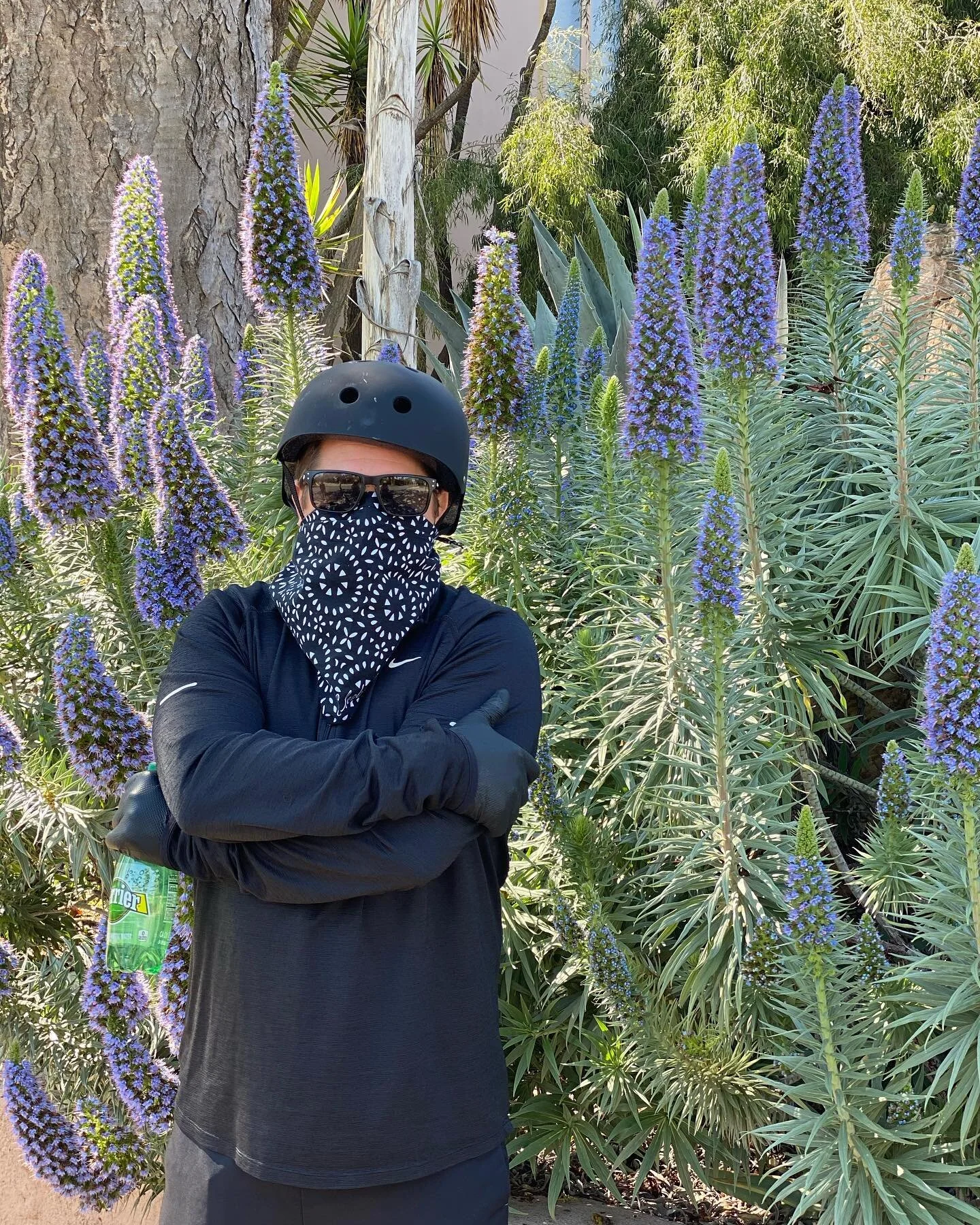 Took a bike ride today with my buddy @zgroupla and my oh my is it a gorgeous spring. Here Zach is pictured in front of a mature blooming Echium Candicans, aka Pride of Madeira. #inthemidstofitallitisspring #covid19aintgotnothingonspring #spring2020 #