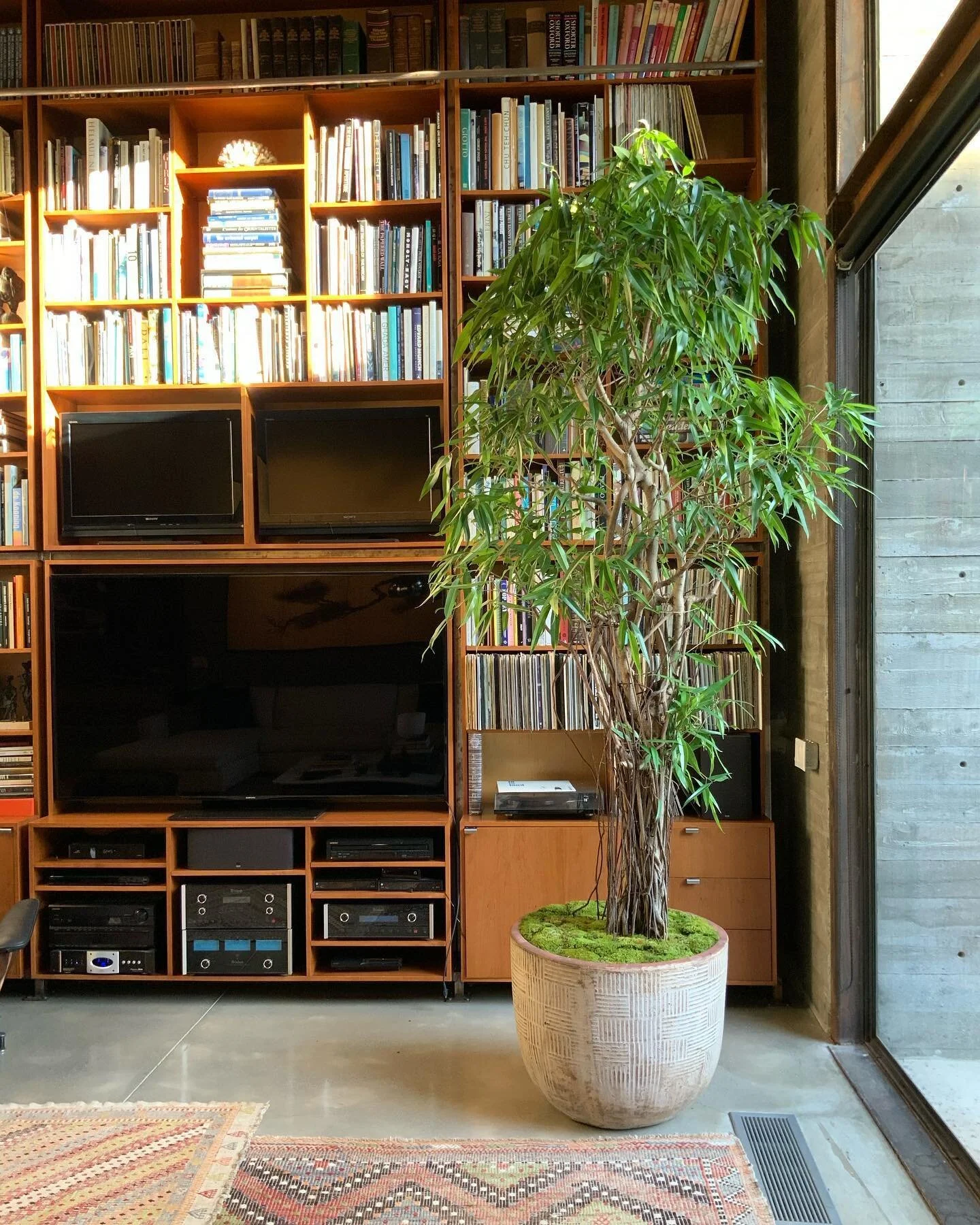 SEB can also consult with you on houseplant selection! #beautifyyourhome #houseplant #ficusalii #atelierseb #zendustrial #interiordesign #exteriordesign #landscapedesign