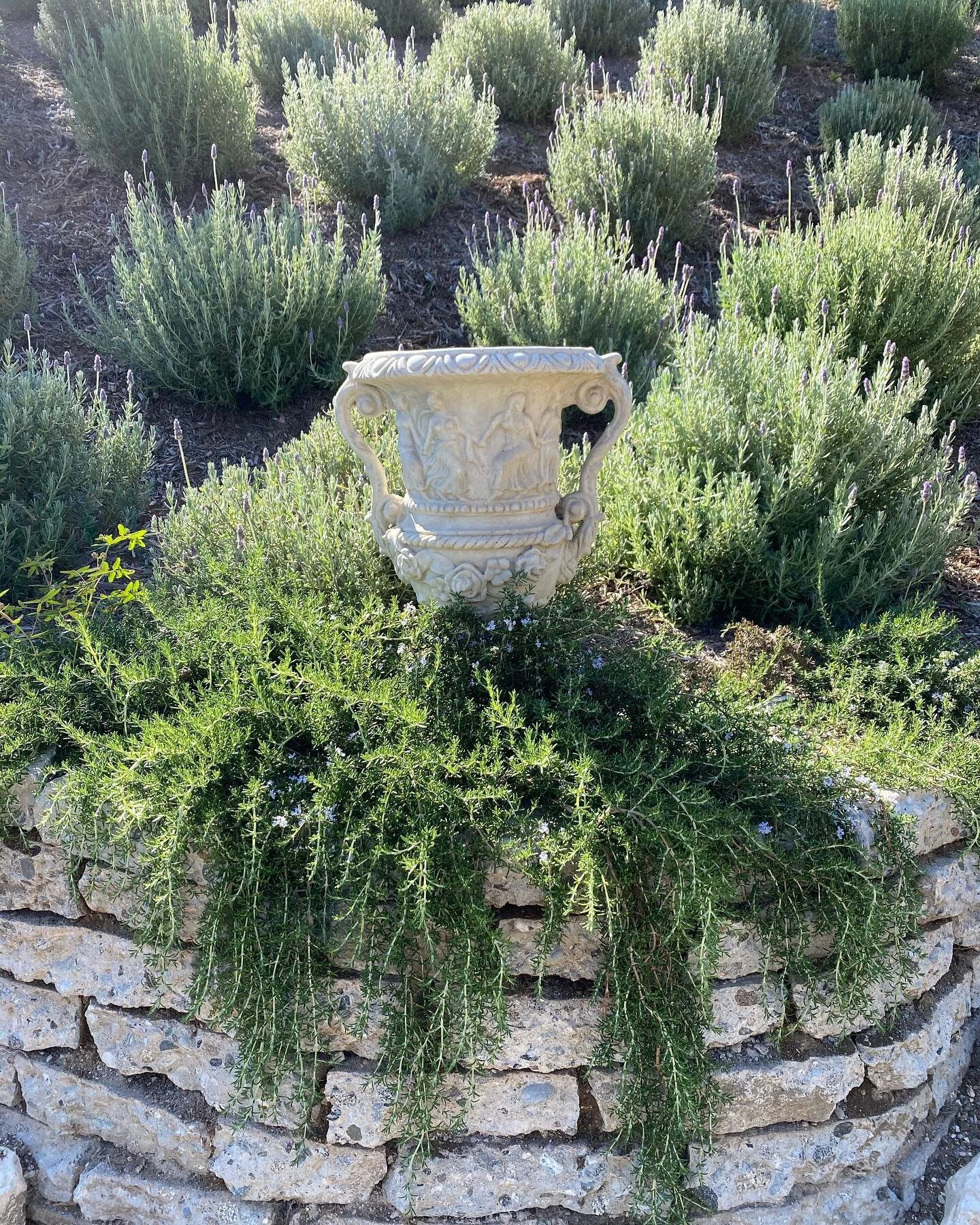 Six months of growth in the lavender field... the smell is intoxicating. Just ask the bees. #lavenderfield #tuscanlandscape #lavender #rosemary #beverlyhills #borgoburrone