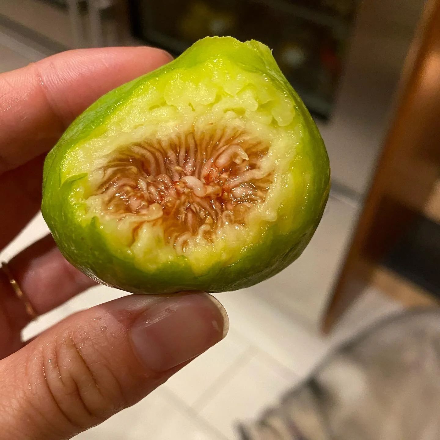 First fig harvest of the year. These are calimyrna figs. They were originally cultivated in the ancient Turkish city of Smyrna, and named as such. When California farmers started growing them, they altered the name to Calimyrna. I&rsquo;m not sure ho
