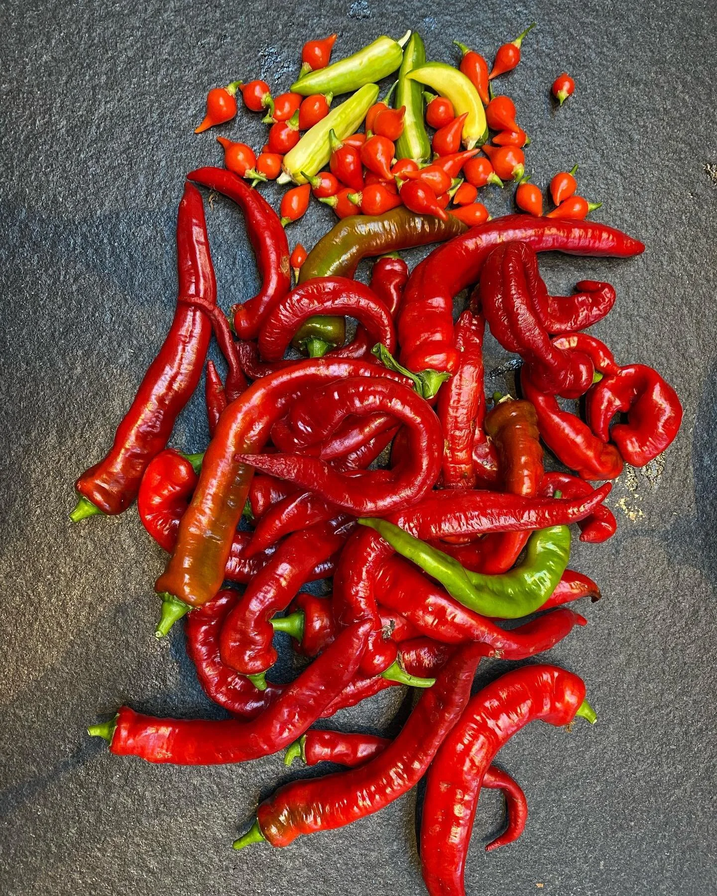 Biquinho, fish, and Thai. I have always wanted this hot pepper harvest, but only this season unlocked the &ldquo;secrets&rdquo; to make it happen. Here&rsquo;s what I recommend: Plant pepper starts in pots, not beds. Peppers like their roots to be wa