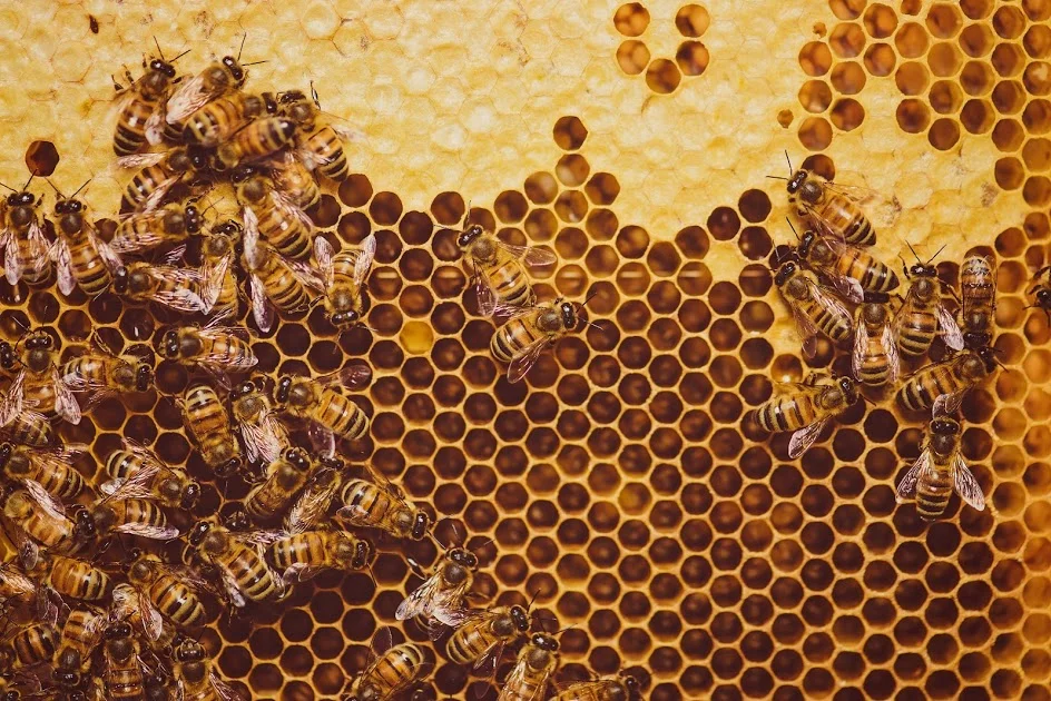 Watch our pollinators at work! OrcaSong farm is home to ____ bee farm.