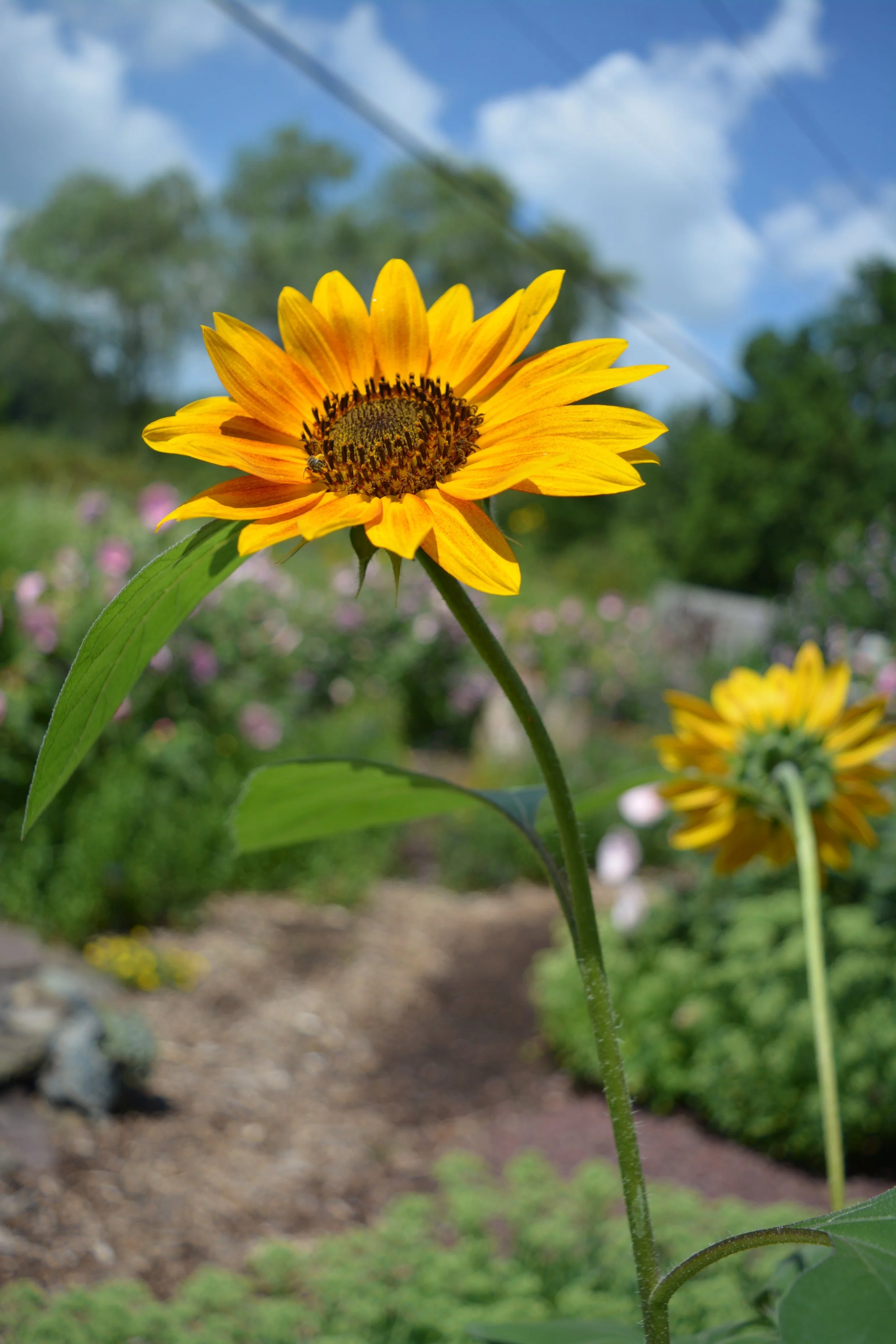 DSC_1019.jpg