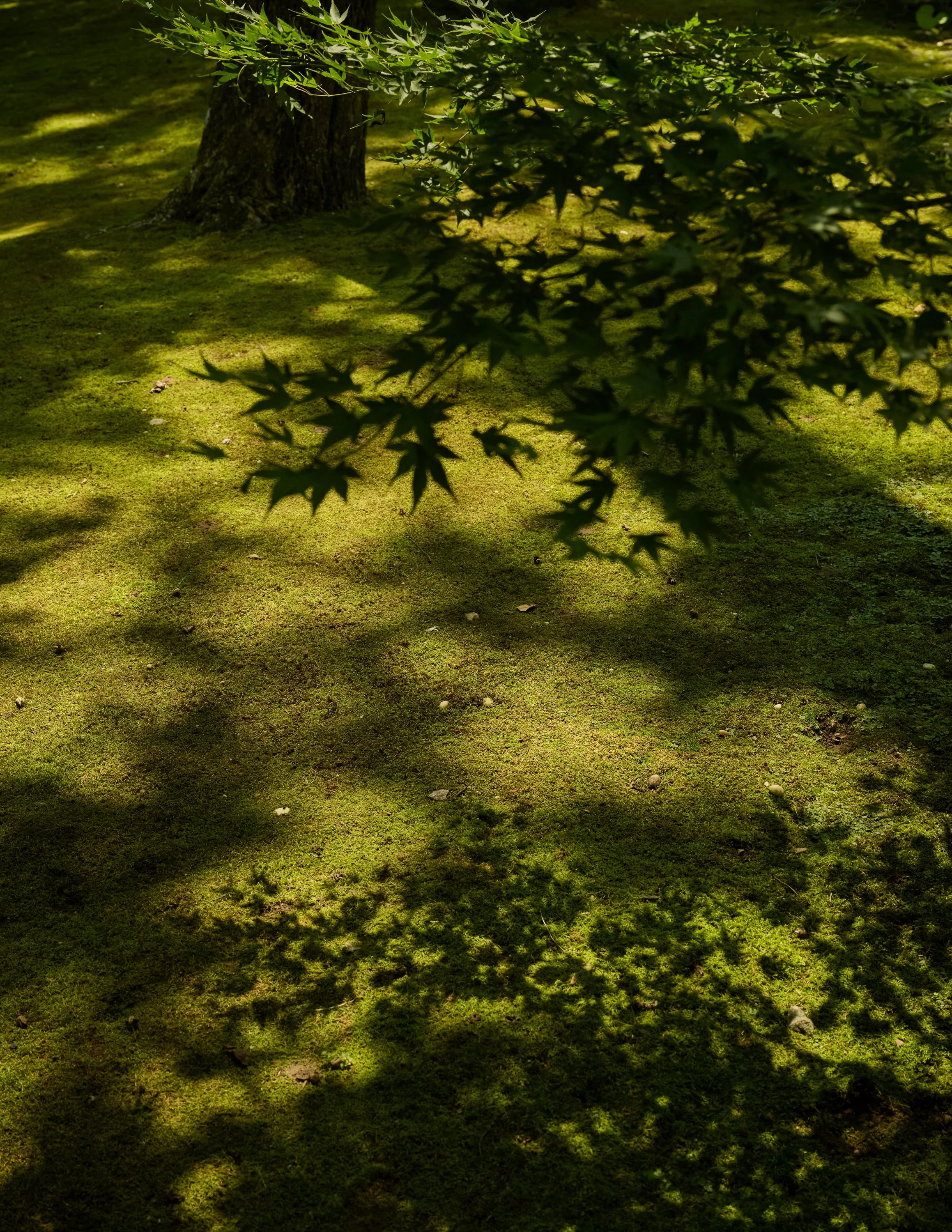 2025_08_04_AD_Ugo's_Garden_0330_Final.jpg