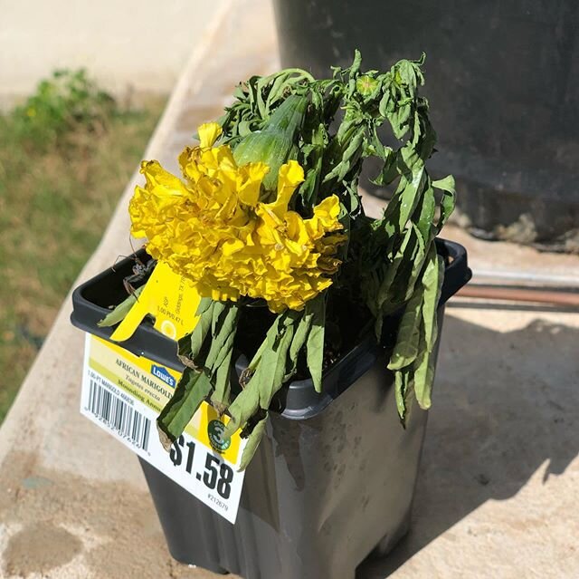 She was on the shopping cart alone at Lowe&rsquo;s then my husband rescued 2wks ago. The primary flower was gone, now adding new roots and flowers. 😊💕💕💕