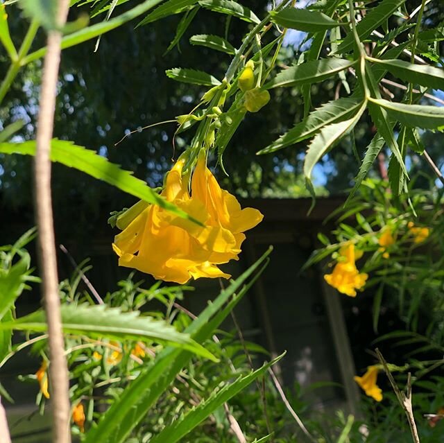 Friday morning bliss. Beautiful sunshine and rich green color, humming birds are busy around. ✨🍯✨