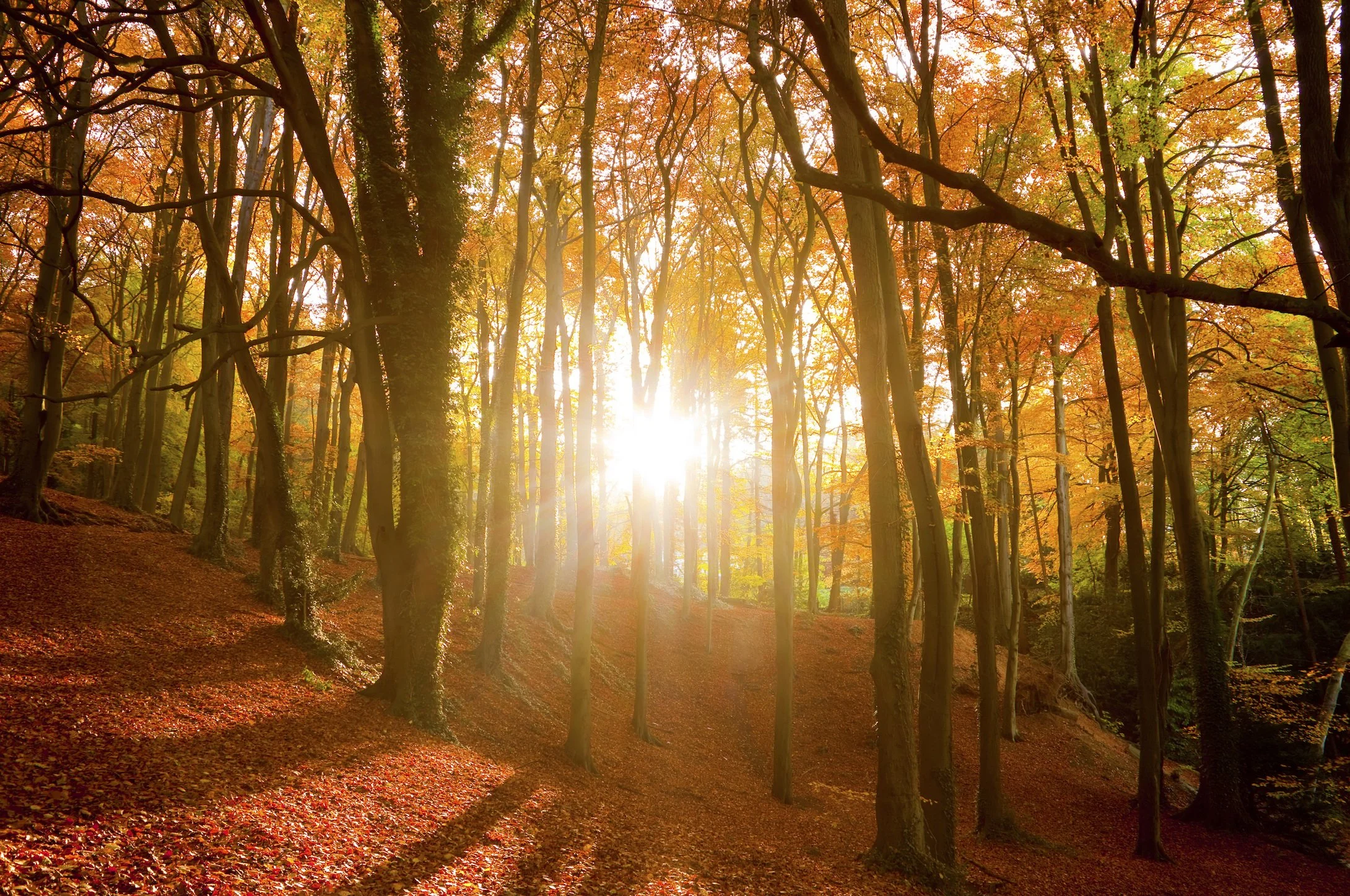 Fall/Winter Blahs 　秋冬について