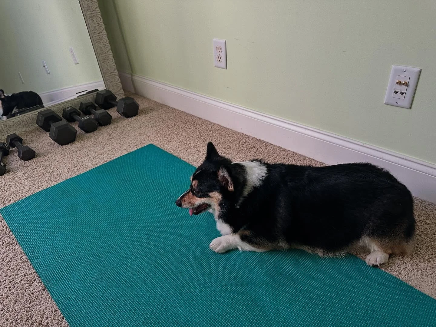 Napping is her thing!! 😝 😴 #corgi #corgisofinstagram #corgiplanet