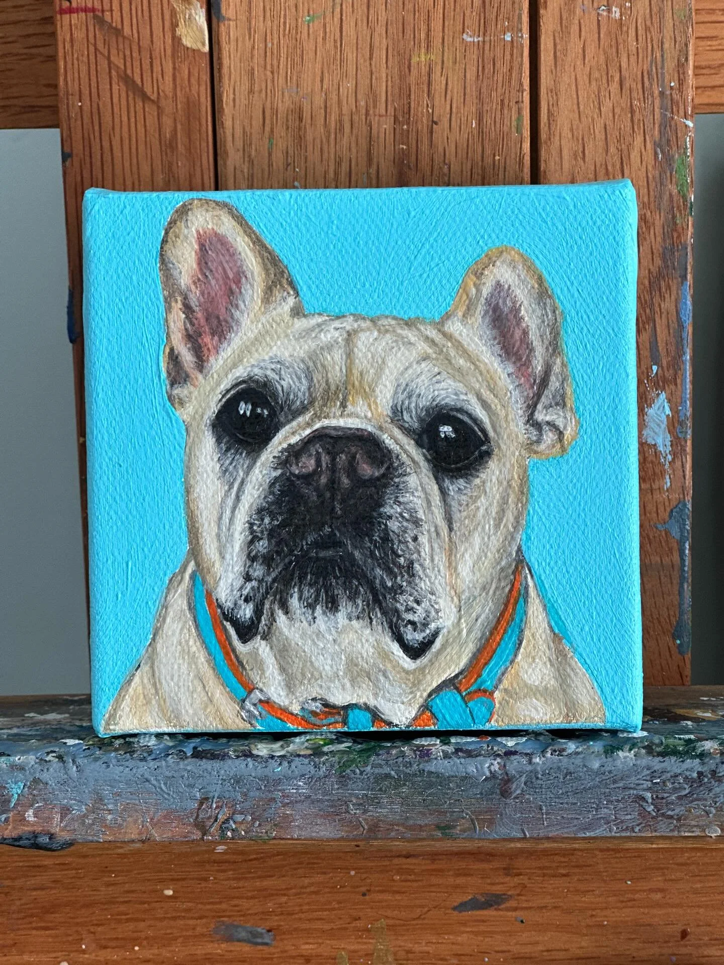 This is Teddy! My friend&rsquo;s other Frenchie! He just turned 13 years old! But he&rsquo;s still full of puppy energy! He&rsquo;s actually a therapy dog too! Can&rsquo;t wait for my friend to get her pet portraits! #frenchie #frenchiesofinstagram #