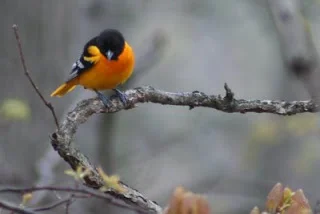 Synchronicity Signs in the Birds