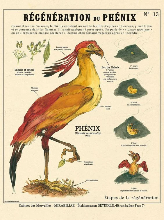 PHeonix.jpg