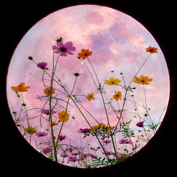 Full Moon in Bloody Flowers? 