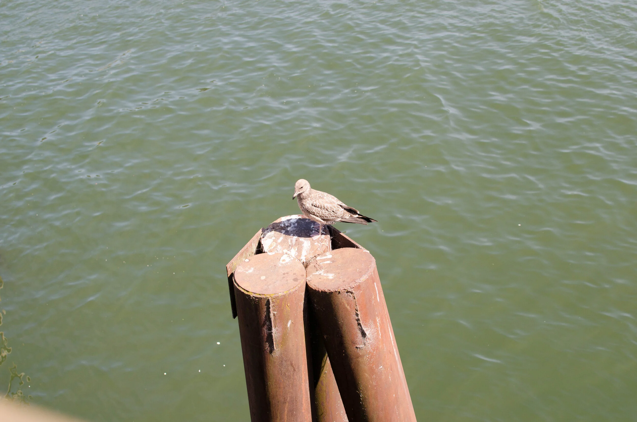 8.2017 Oregon Vacation (23 of 242).jpg