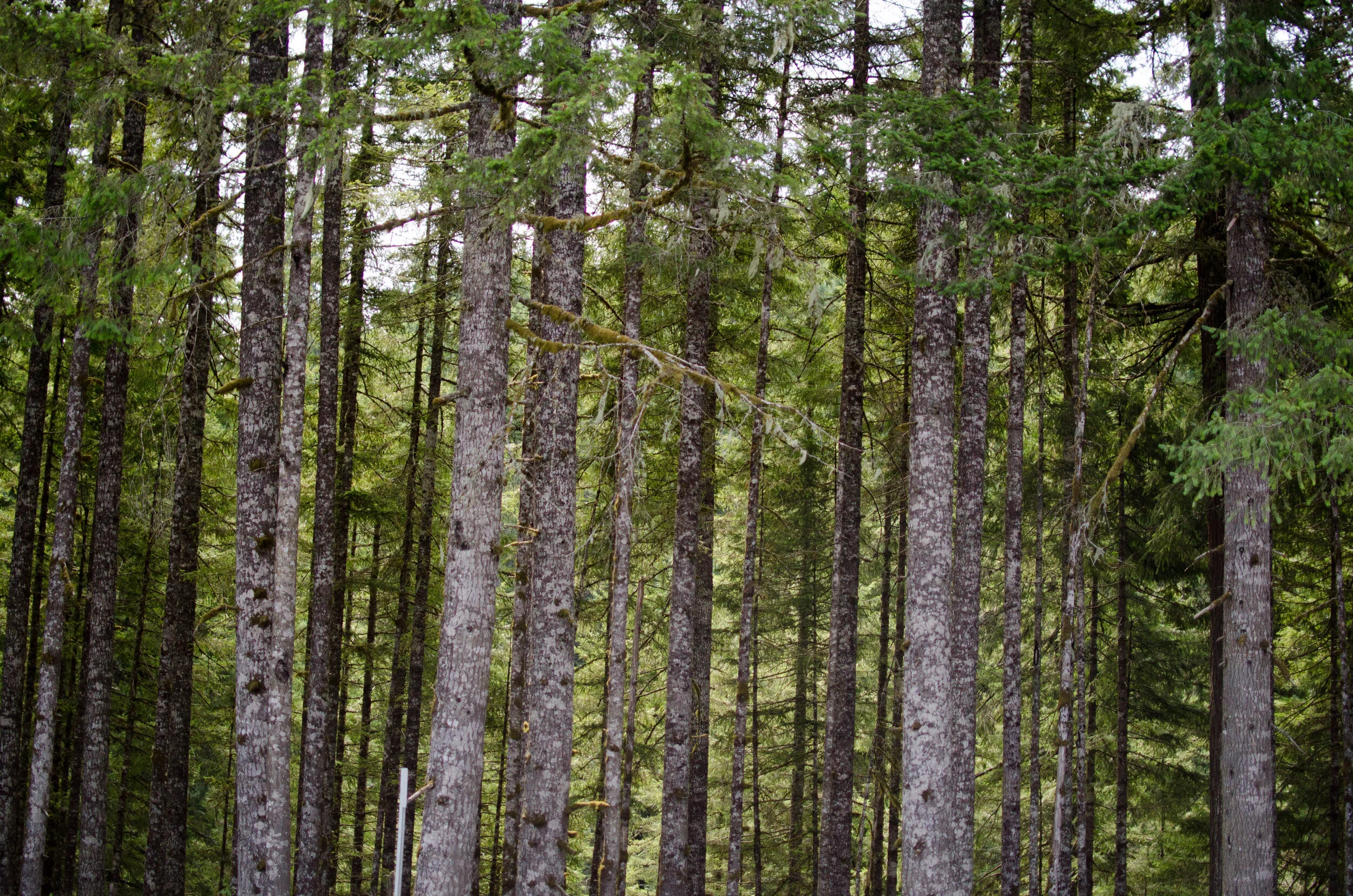 8.2017 Oregon Vacation (67 of 242).jpg