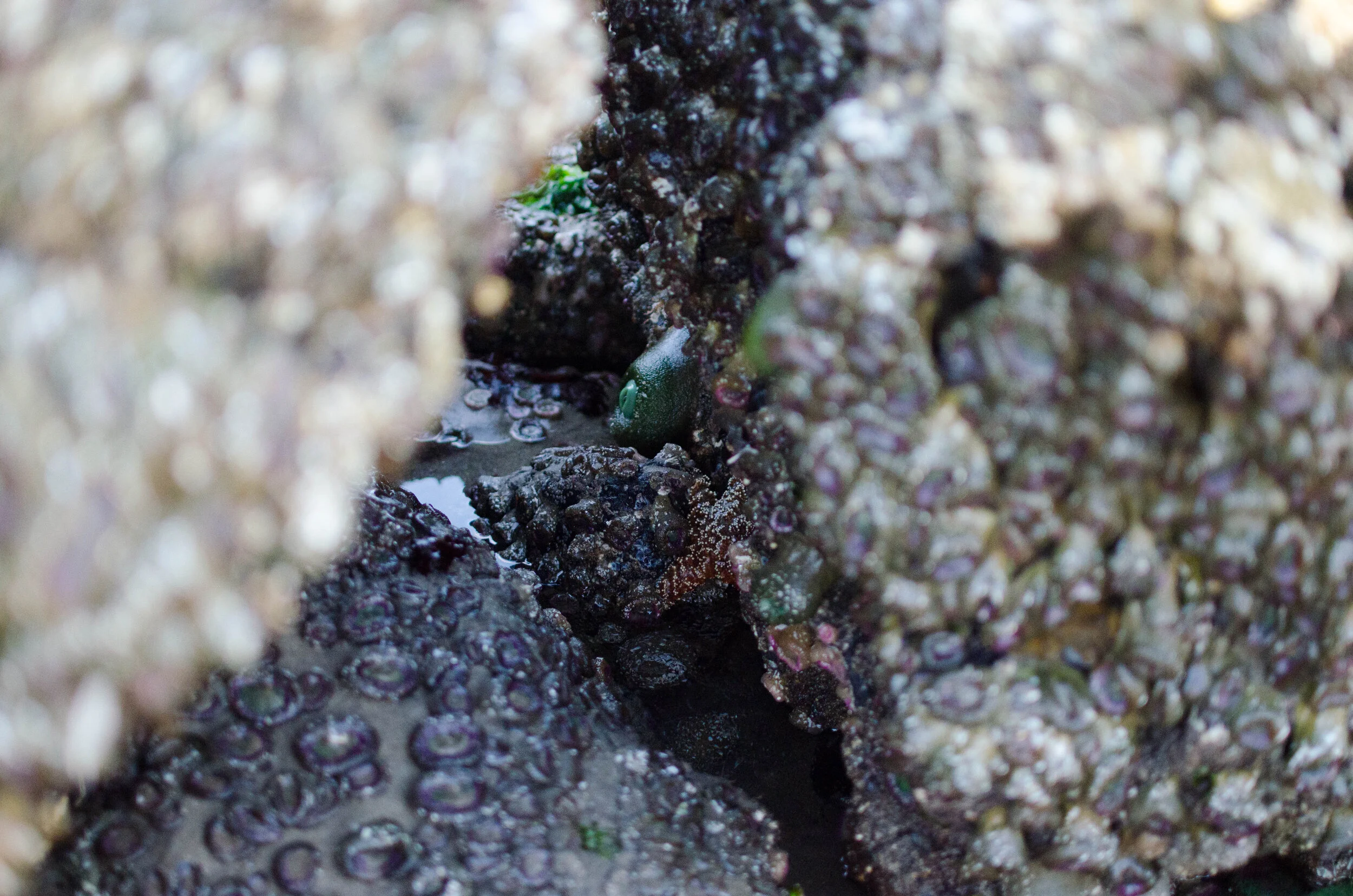 8.2017 Oregon Vacation (154 of 242).jpg