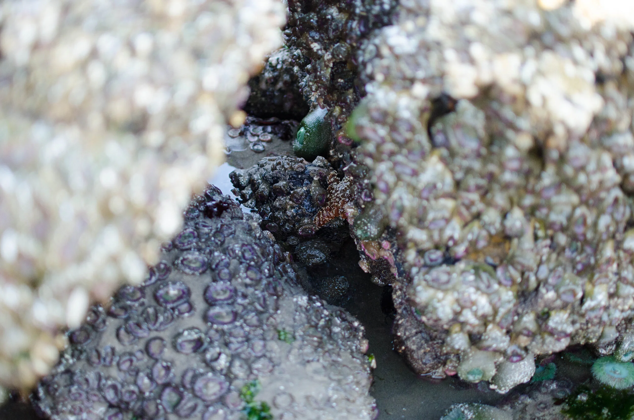 8.2017 Oregon Vacation (156 of 242).jpg