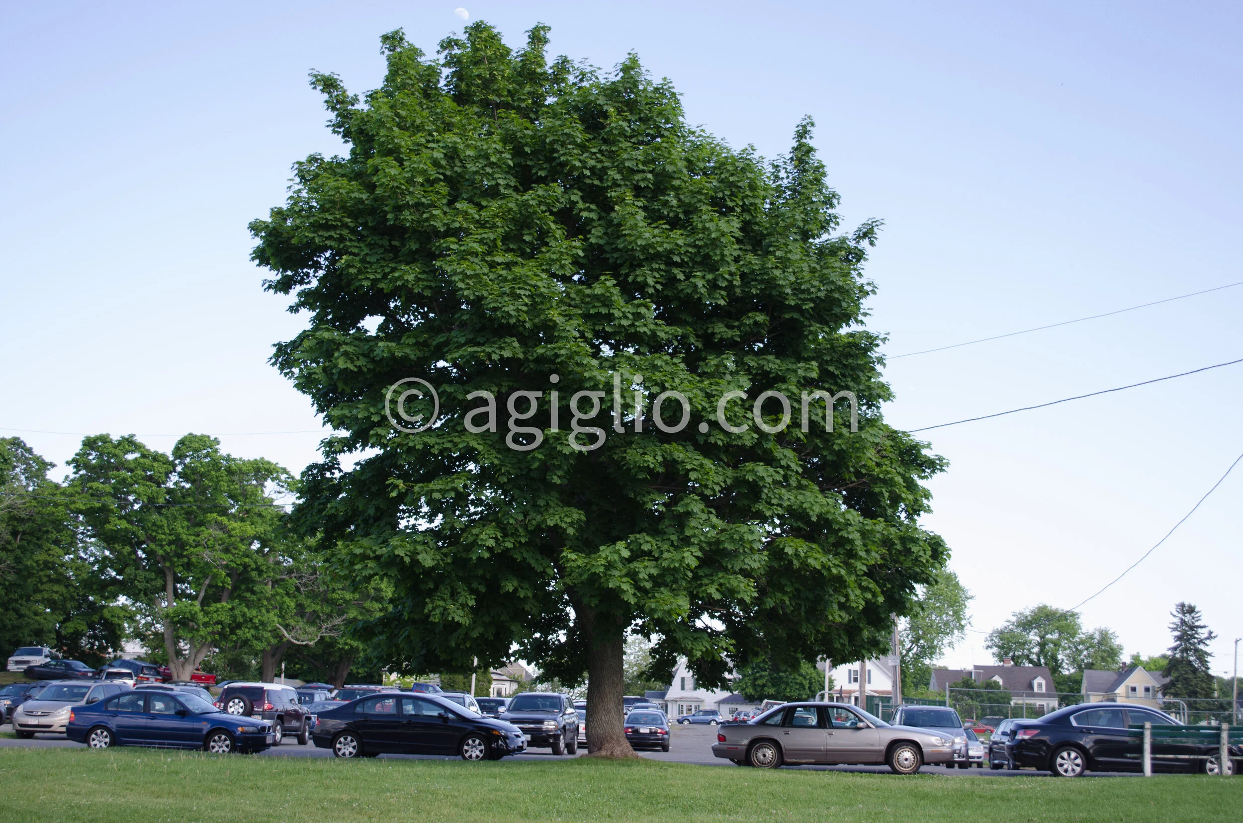 Salem WIllows (16).jpg