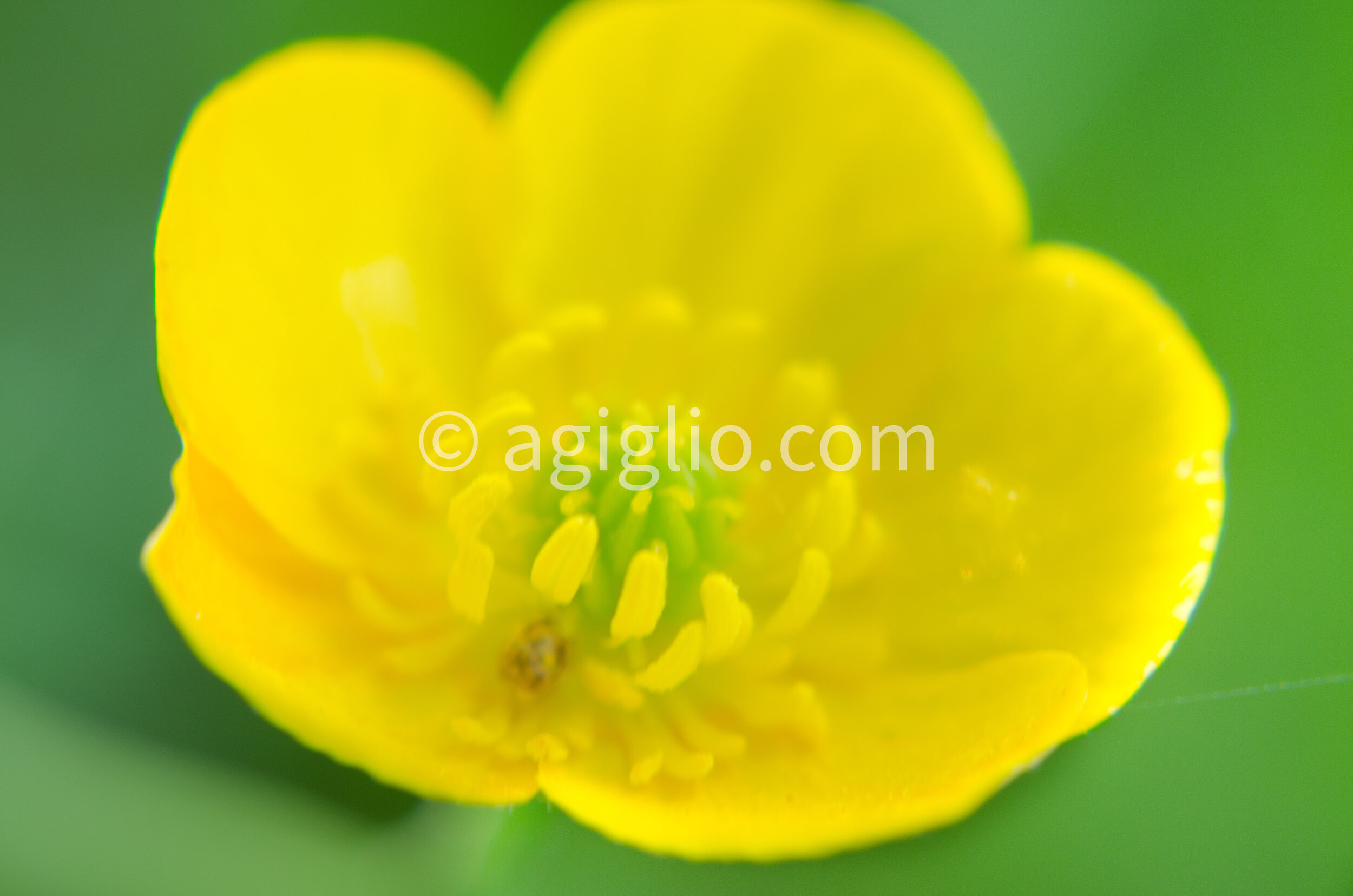 Salem WIllows (27).jpg