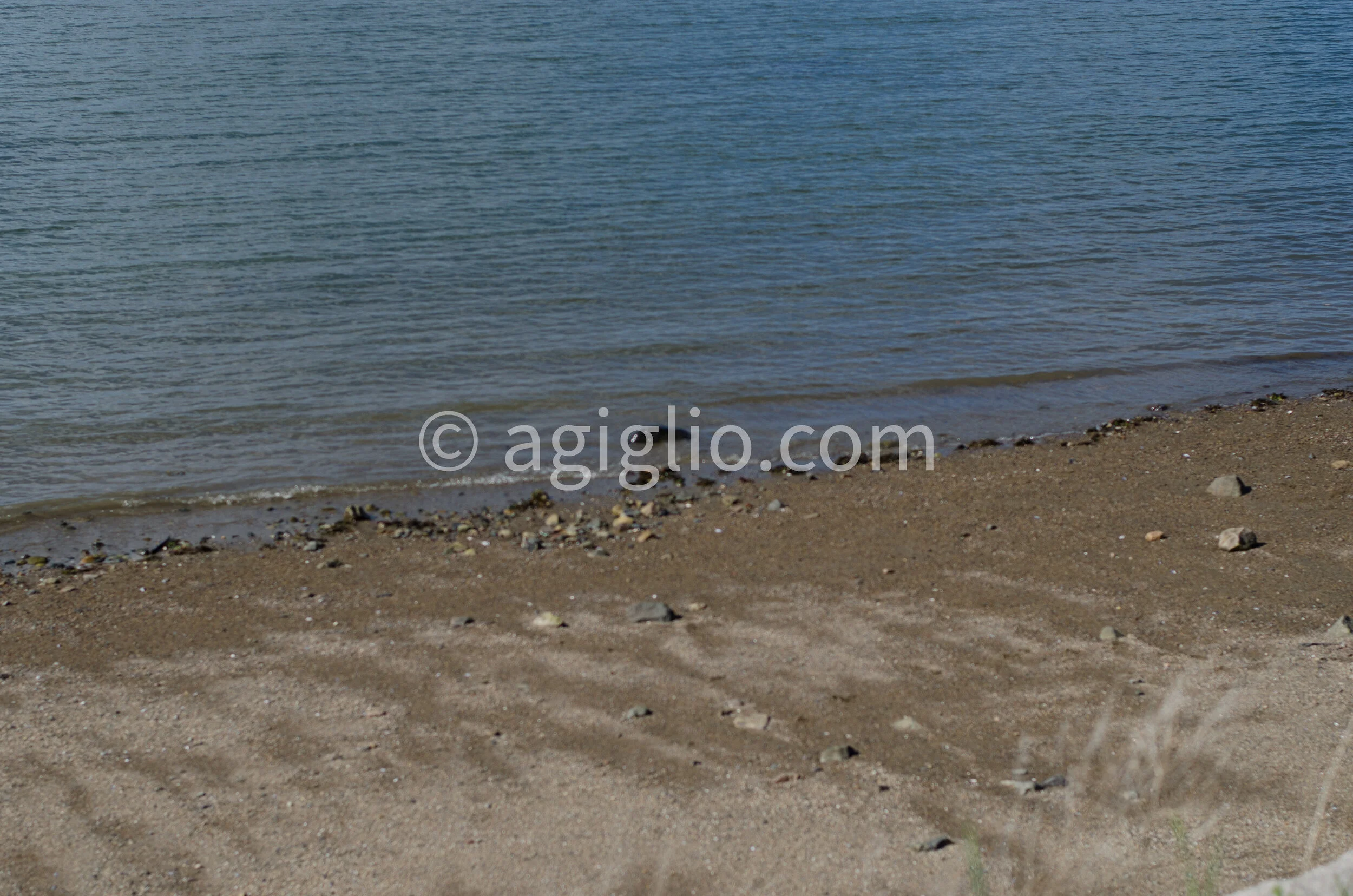 Salem WIllows (30).jpg